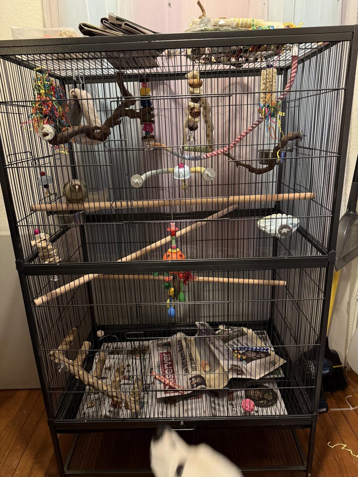 Prevue Pet Products Steel Bird Flight Cage with Wheels - Black, Large customer photo 2
