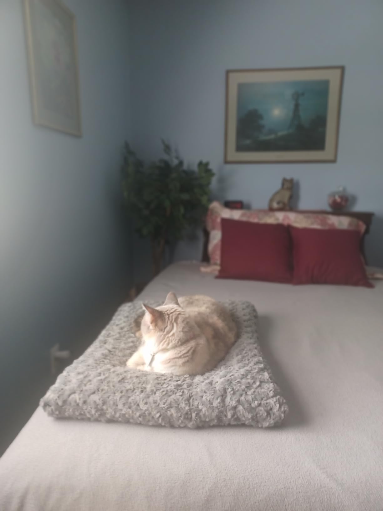 MidWest Homes for Pets Small QuietTime Deluxe Mocha Ombré Swirl Plush Pet Bed, Machine Washable, Non-Skid Bottom, Soft Crate Mat for 24-inch Crates customer photo 1