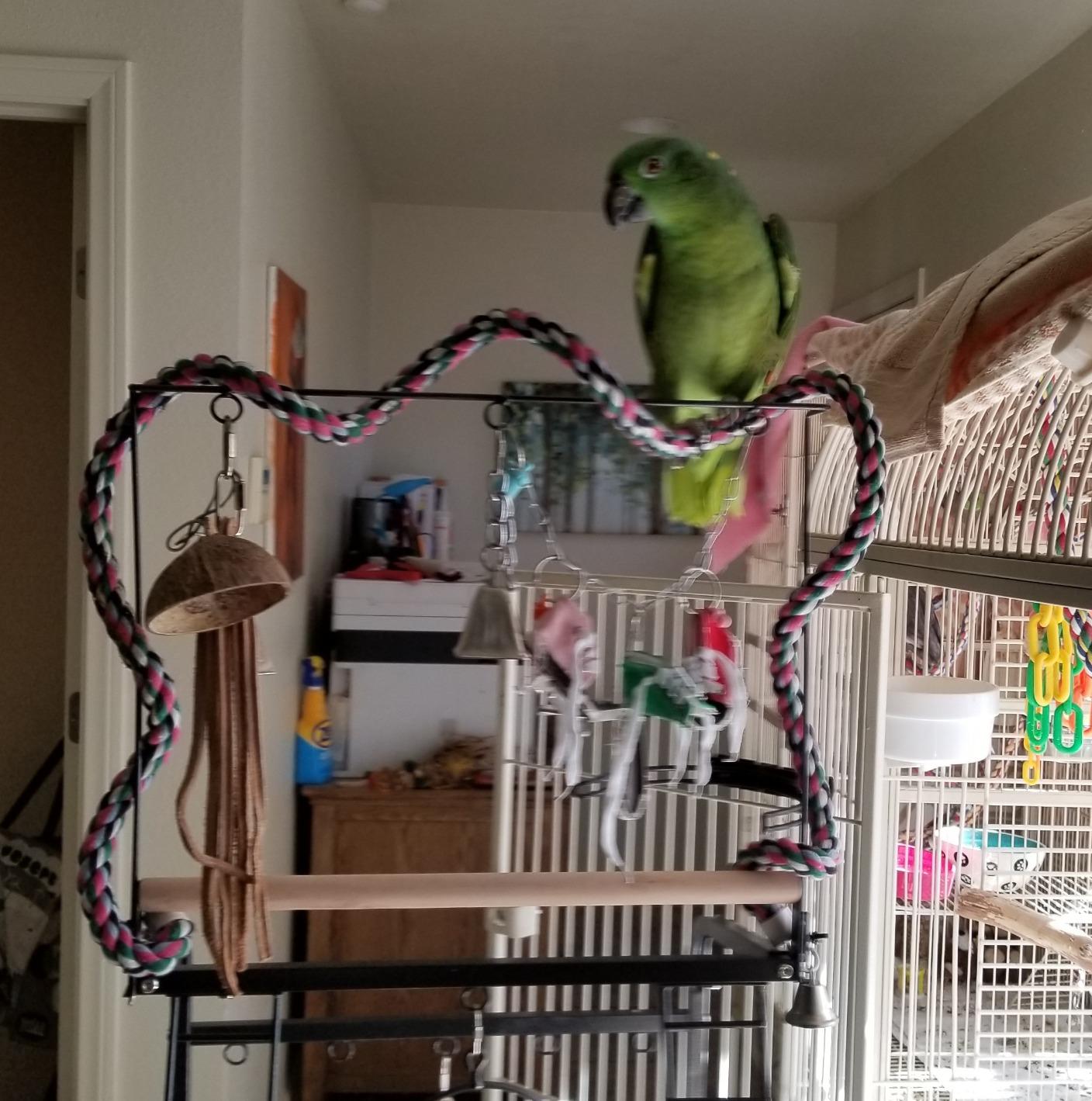 Prevue Pet Products Parrot Play Stand with Wheels - Black customer photo 1