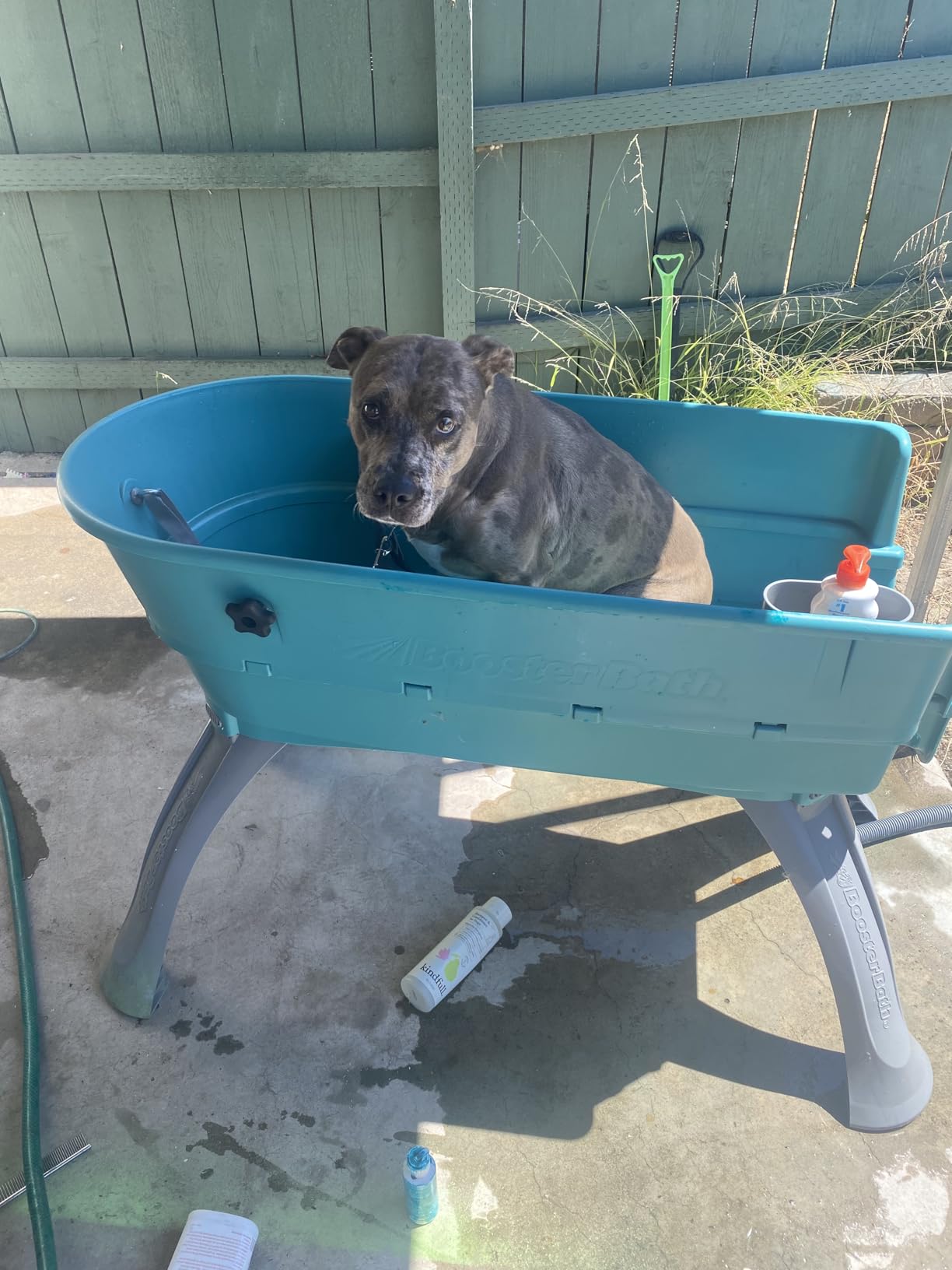 Booster Bath Elevated Pet Bathing, Teal, Large (Pack of 1) customer photo 1