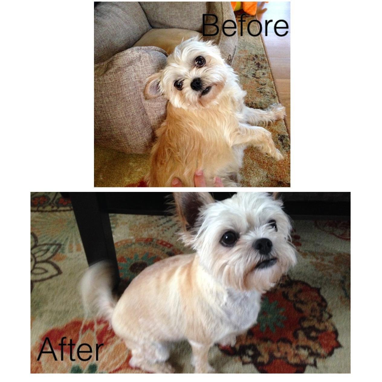 Wahl USA Lithium Ion Pro Series Cordless Animal Clippers – Rechargeable, Heavy-Duty, Electric Dog & Cat Grooming Kit for Small & Large Breeds with Thick to Heavy Coats – Model 9766 customer photo 1