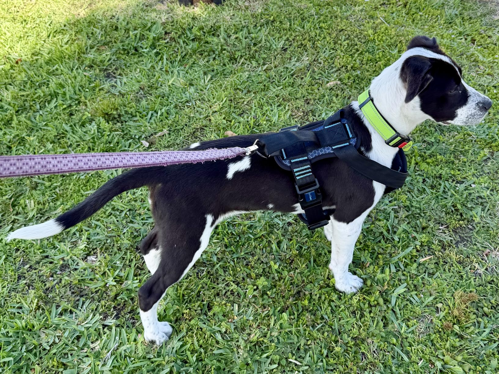 CarSafe Crash Tested Dog Safety Harness | Size M customer photo 1