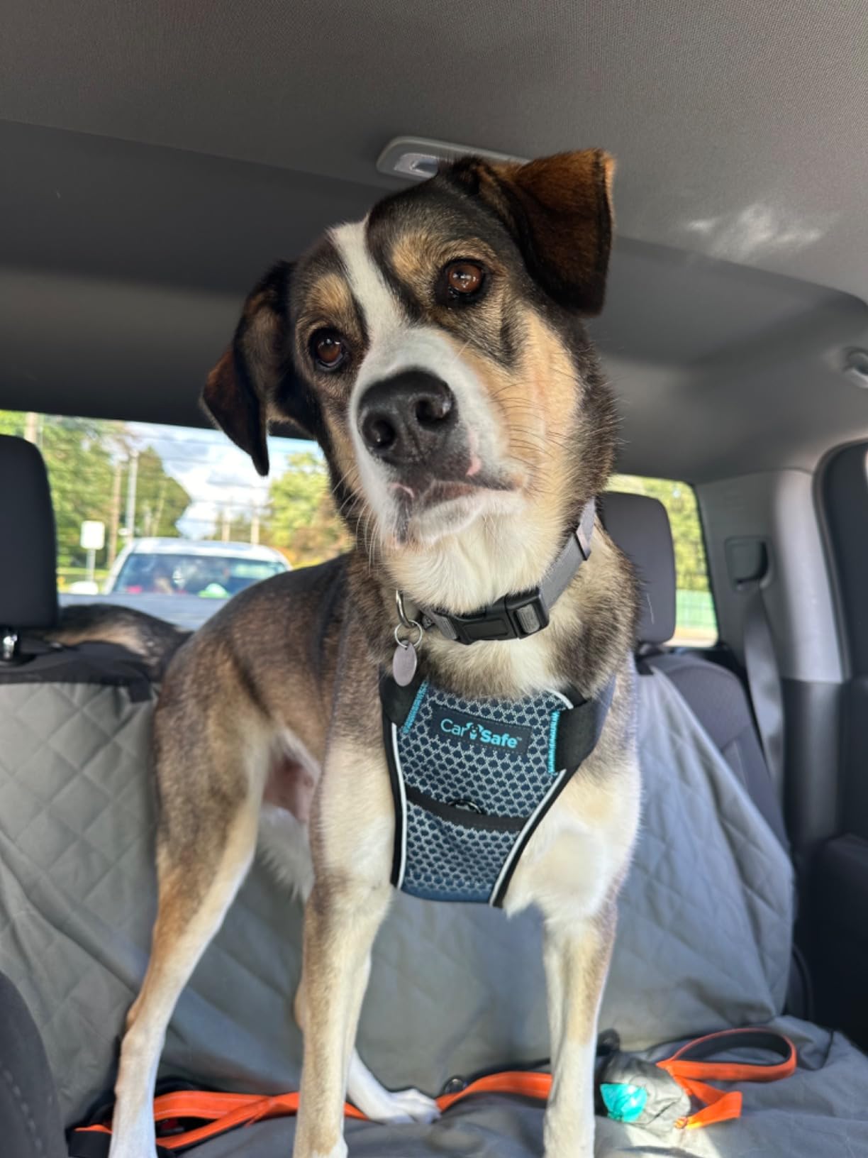 CarSafe Crash Tested Dog Safety Harness | Size M customer photo 2