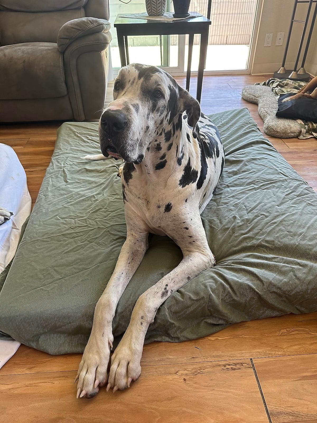Dogbed4less Extra Large Orthopedic Memory Foam Dog Bed for Large Dogs with Durable Waterproof Internal Case, Removable Washable Denim Cover and Bonus Pet Bed Cover, 47X29X4 Fits 48X30 Dog Crate, Blue customer photo 2
