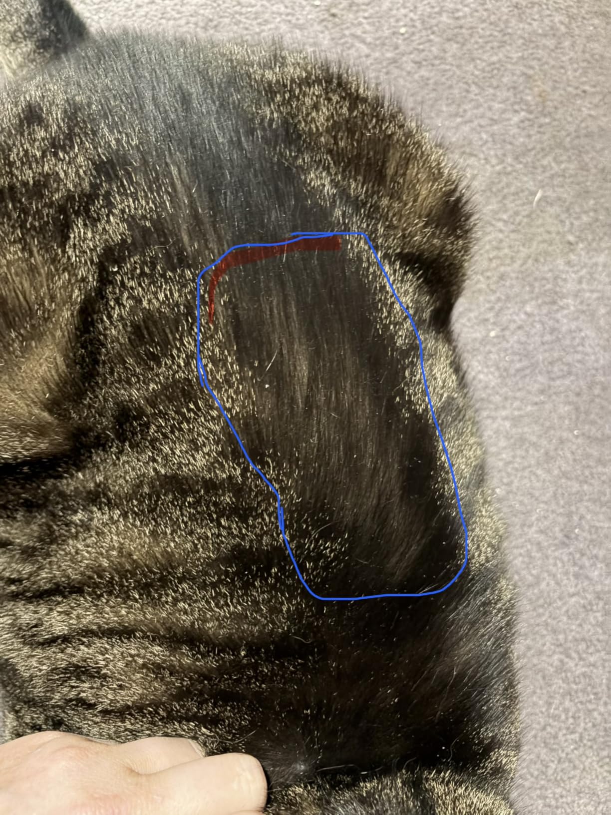 SleekEZ Cat Brush for Shedding - Deshedding Brush for Cats - Patented Grooming Tool for Removing Loose Fur, Undercoat & Hair - Made in USA - Works on Short, Medium & Long Coats customer photo 1