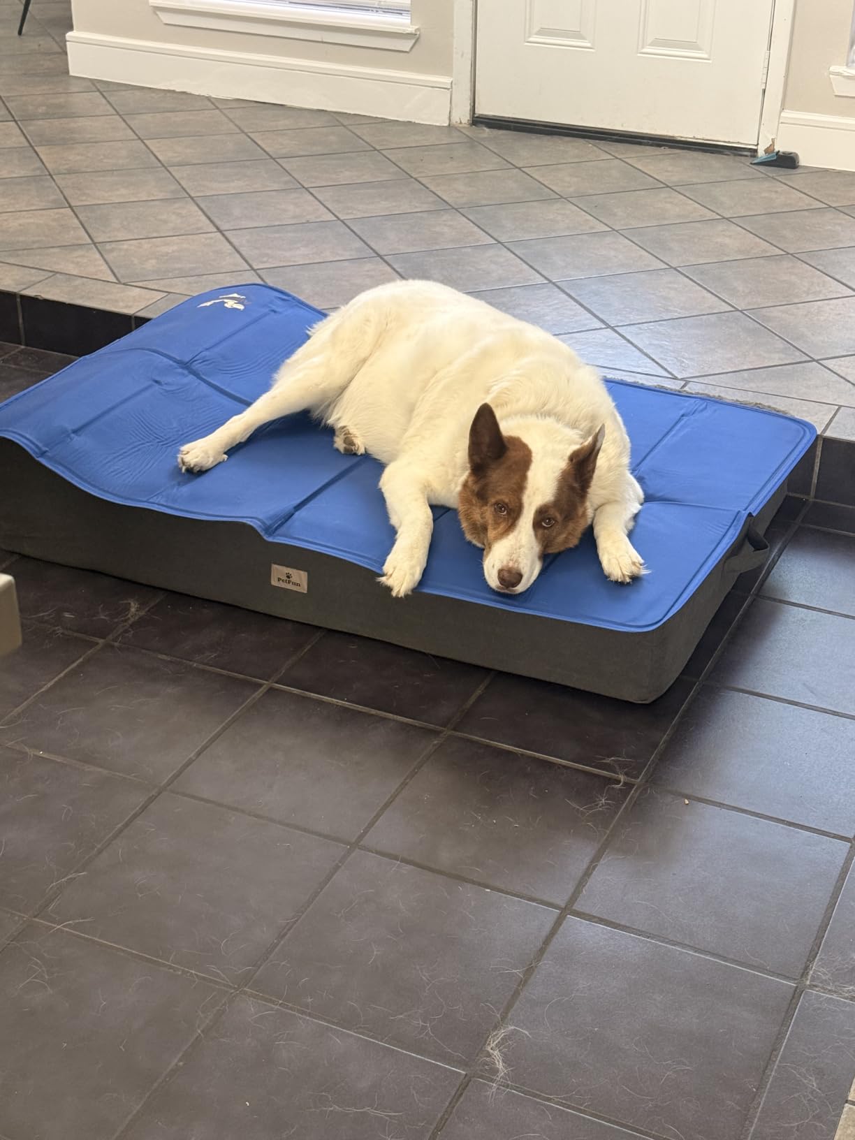 Arf Pets Dog Cooling Mat - Solid Gel Self-Cool Pad | Durable & Non-Toxic customer photo 2