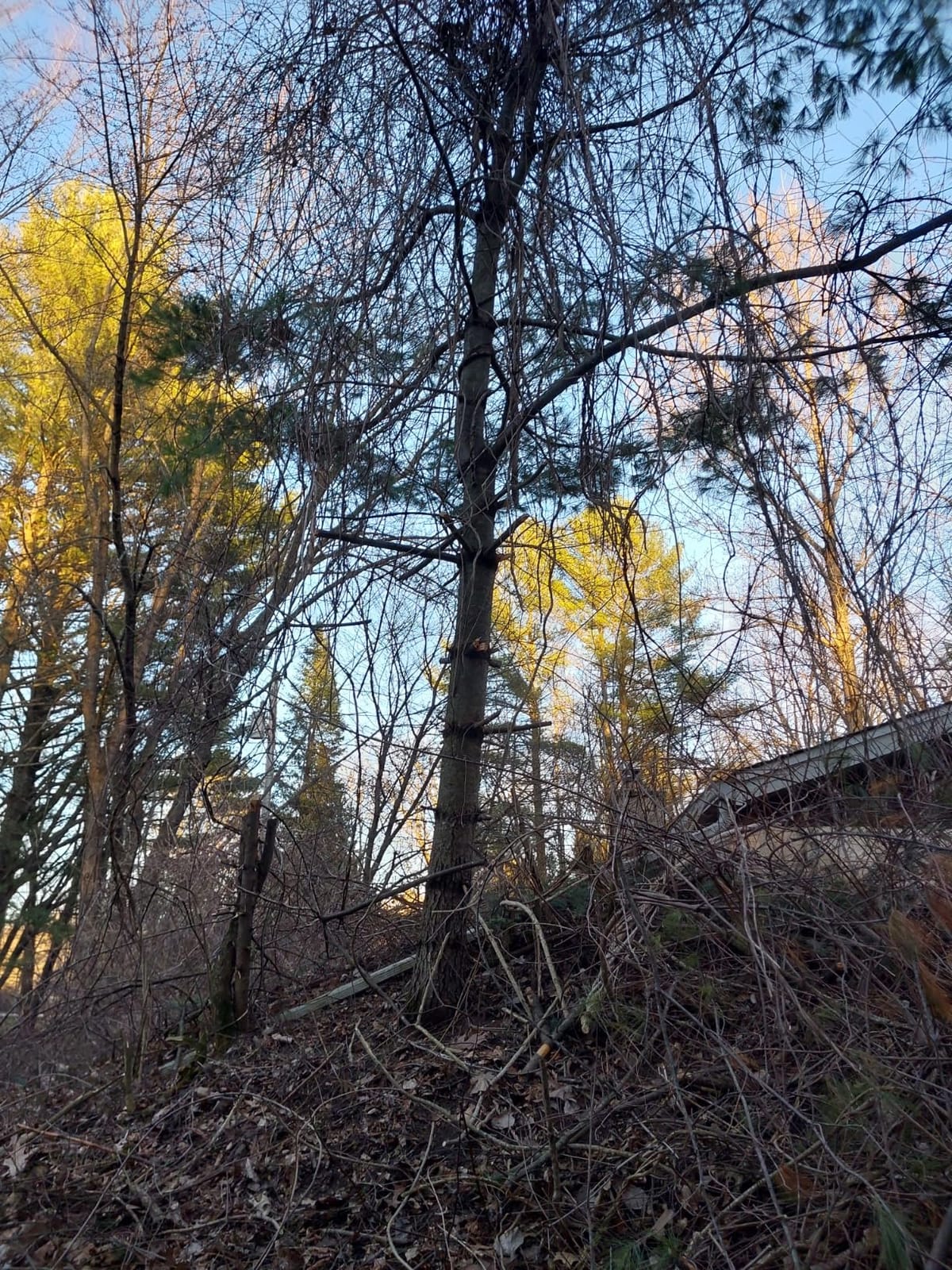 Fiskars 28
