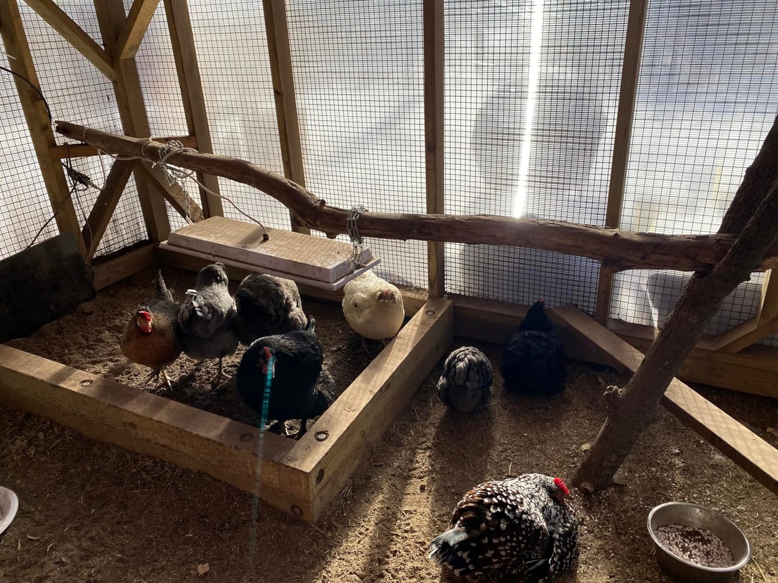 Safe Heater for Chicks, Coops, & Animals, OH11x40, 150 Watt customer photo 2