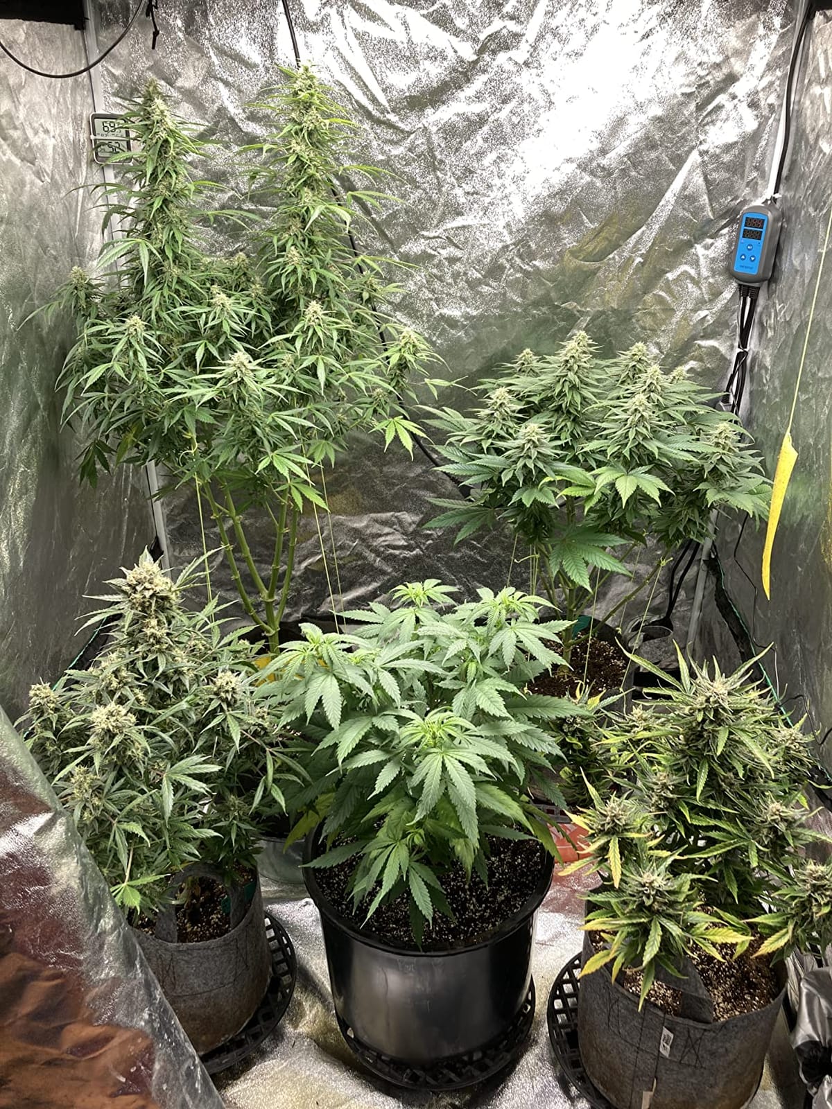 Inkbird Humidity Controller IHC200 Humidistat for Mushroom Greenhouse customer photo 2