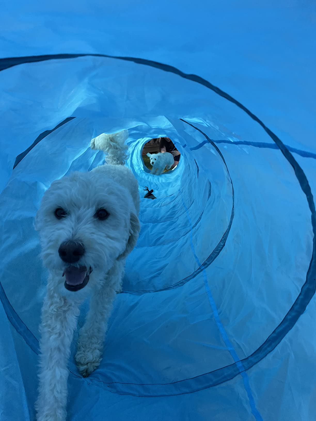 Dog Tunnel, Dog Agility Tunnel, Play, 18 Feet, Small, Medium, Large, Blue customer photo 2