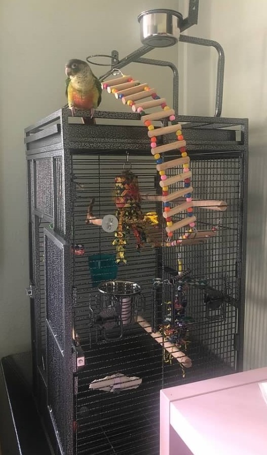 SUPER DEAL PRO 61-inch 2in1 Large Bird Cage with Rolling Stand Playtop Parrot Chinchilla Finch Cage Macaw Conure Cockatiel Cockatoo Pet House Wrought Iron Birdcage, Black customer photo 2