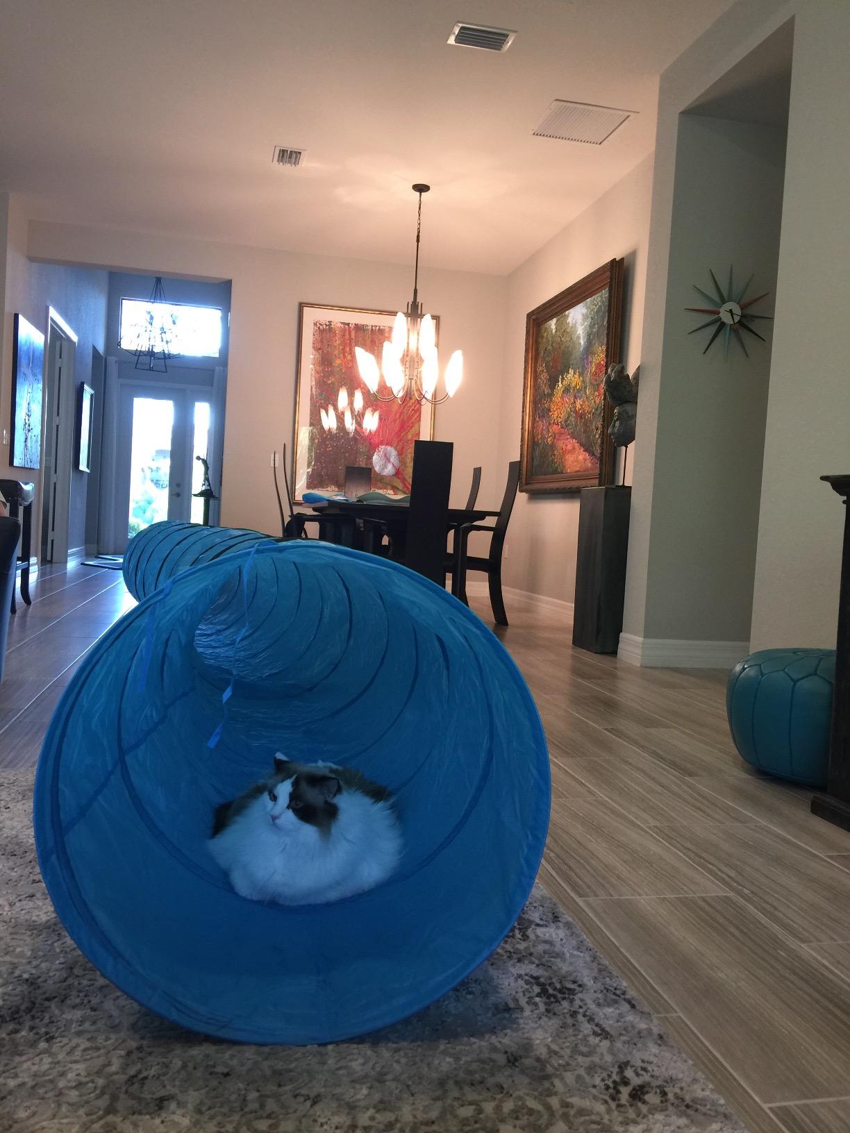 FurryFriends 18 Foot Long, 2 Foot Wide Opening, Premium Pet Agility Tunnel, Outdoor Training and Exercise Equipment for Dogs, Puppies and Other Animals customer photo 1