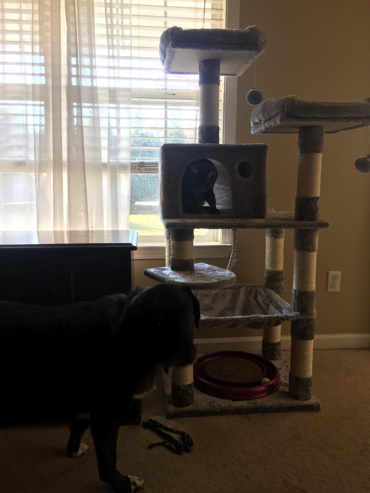 Feandrea Cat Tree, 55.8-Inch Large Cat Tower, Multi-Level Condo, Light Gray customer photo 2