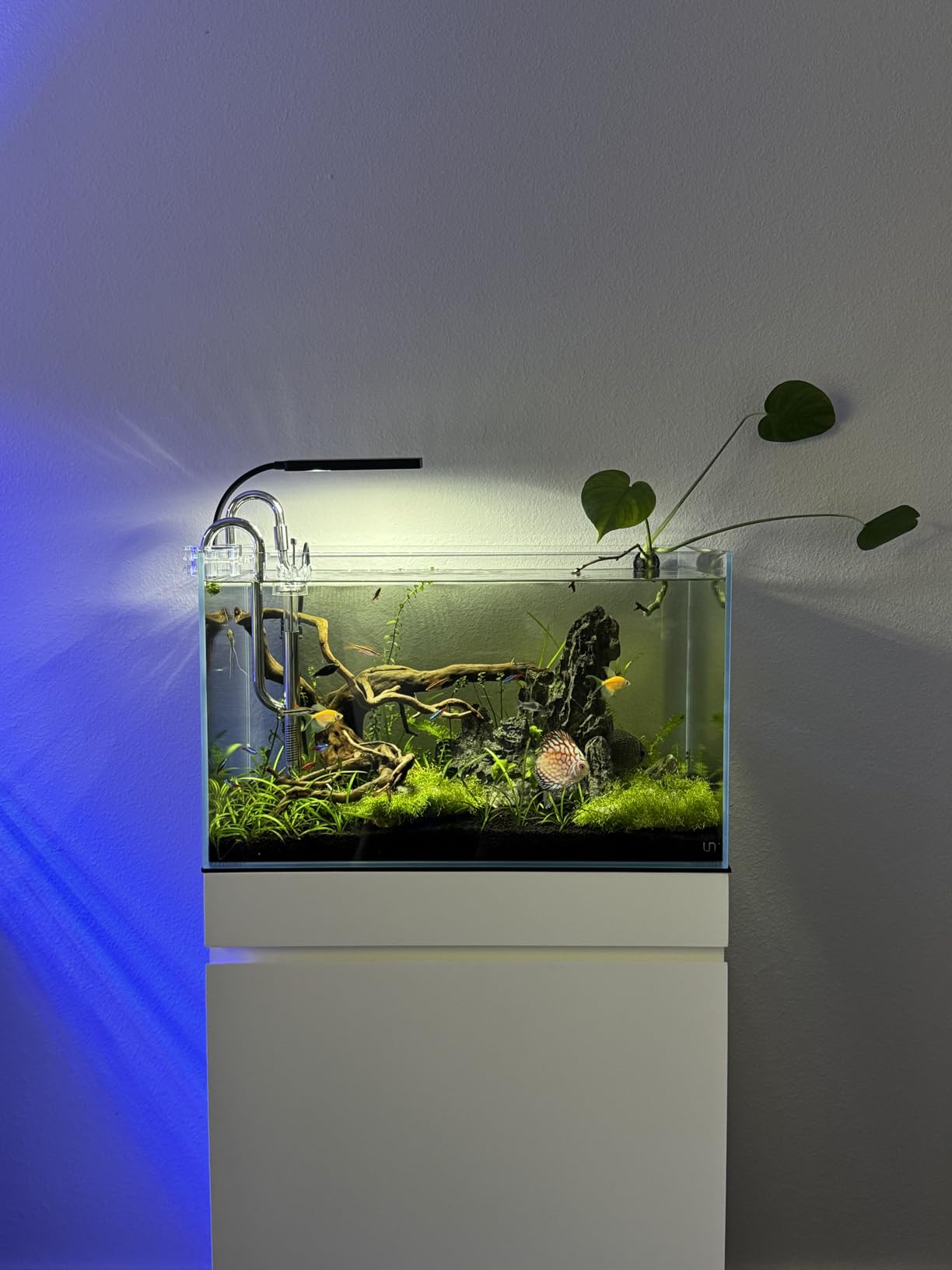 Ultum Nature Systems Ultra Clear Rimless Aquarium - Low Iron Glass Fish Tank with 45° Mitered Edges, 5mm-12mm Thick, Leveling Mat Included (16C, Cube, 1 Gallon) customer photo 1