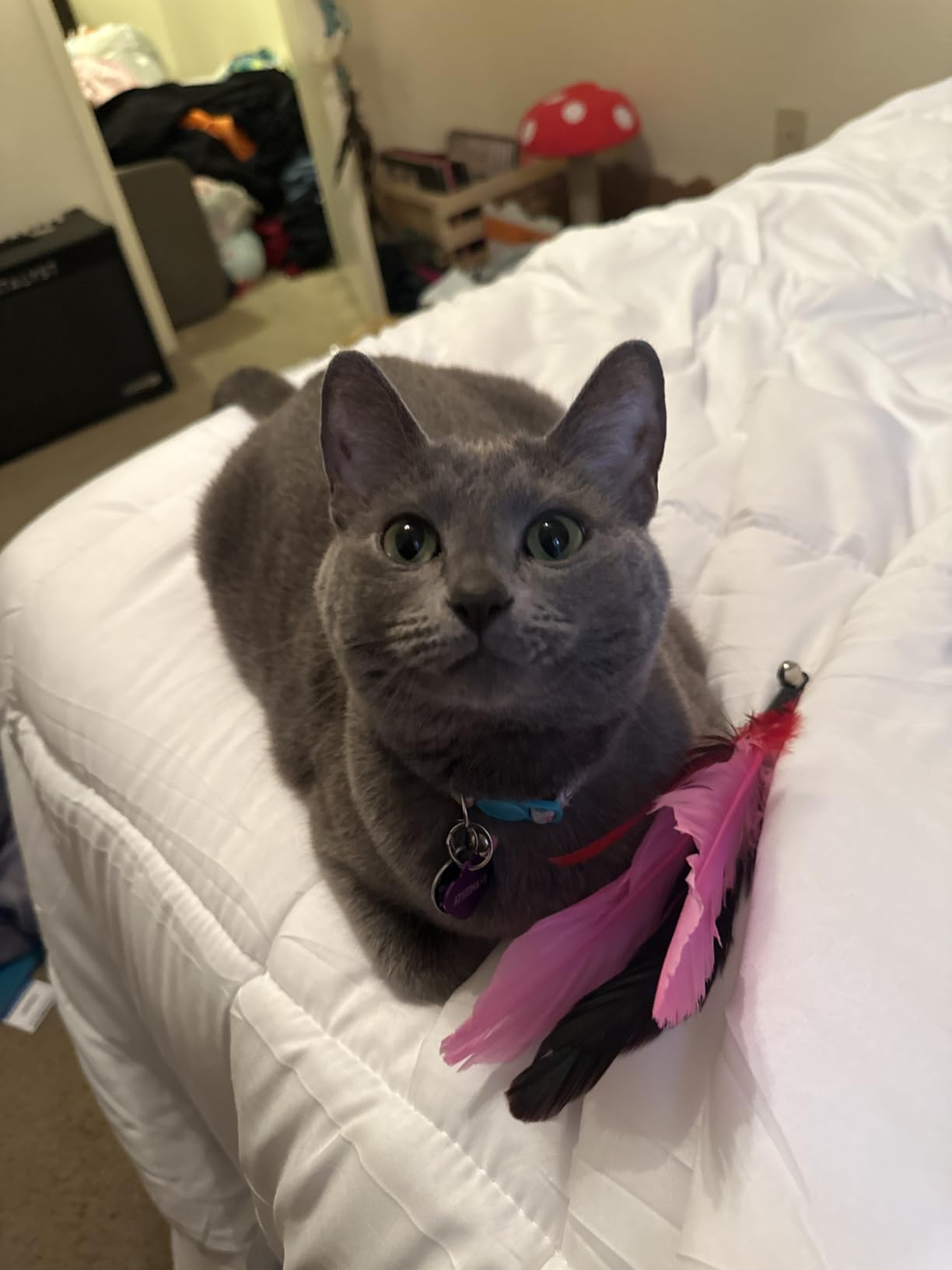 MeoHui Cat Toys for Indoor Cats, Interactive Cat Toy 2PCS Retractable Wand Toy and 9PCS Cat Feather Toys Refills, Funny Kitten Toys Cat Fishing Pole Toy for Bored Indoor Cats Chase and Exercise customer photo 2