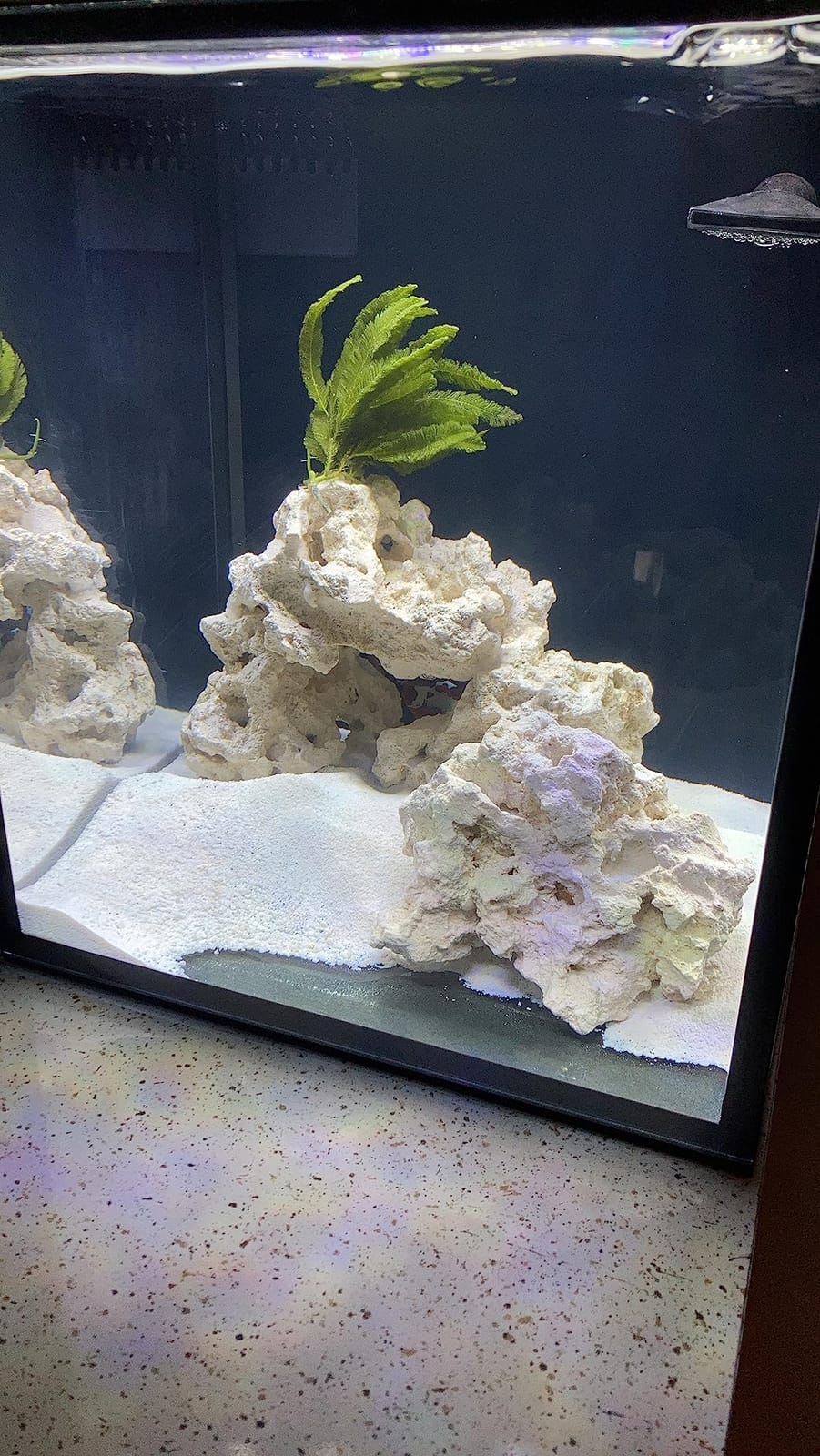 Innovative Marine Nuvo Fusion Pro 2 Series 10 Gallon Nano AIO (All in One) Aquarium - Item# 0205-P customer photo 1