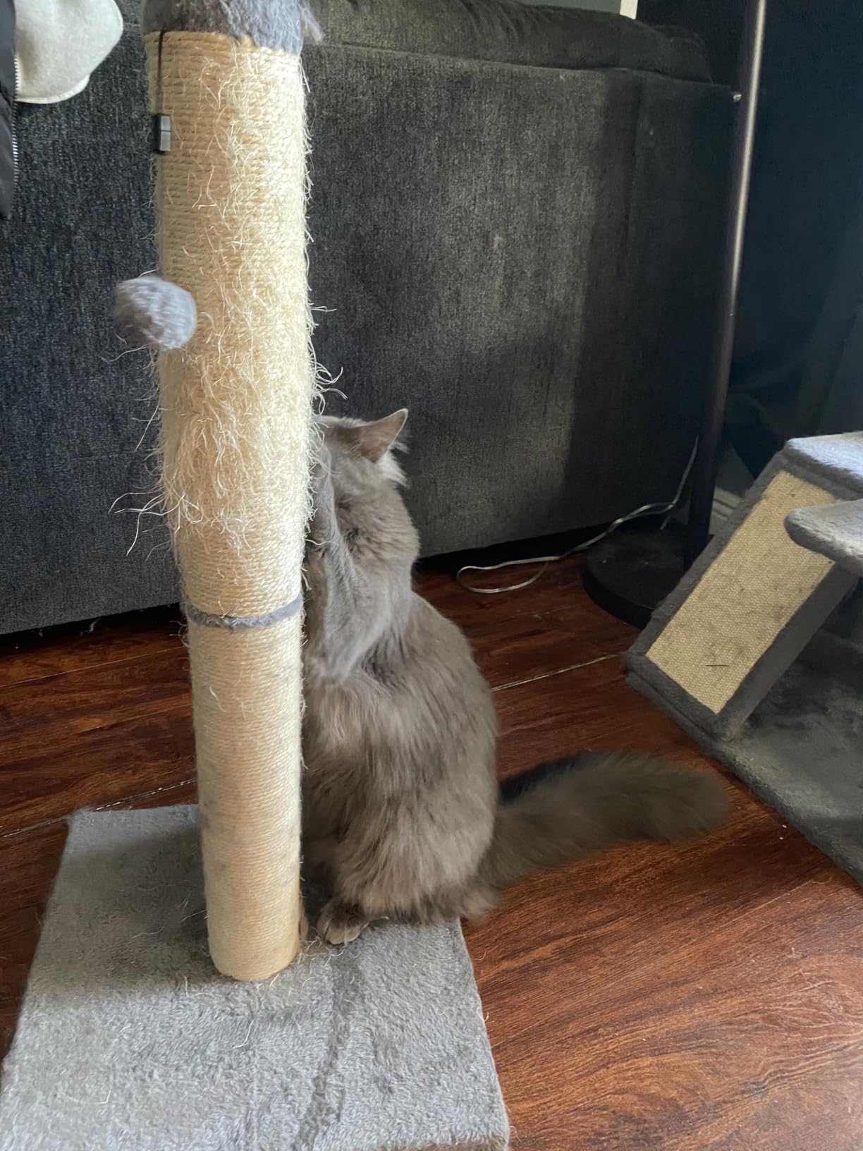 Amazon Basics Cat Scratching Post for Indoor Cats & Kittens, Medium (31.5