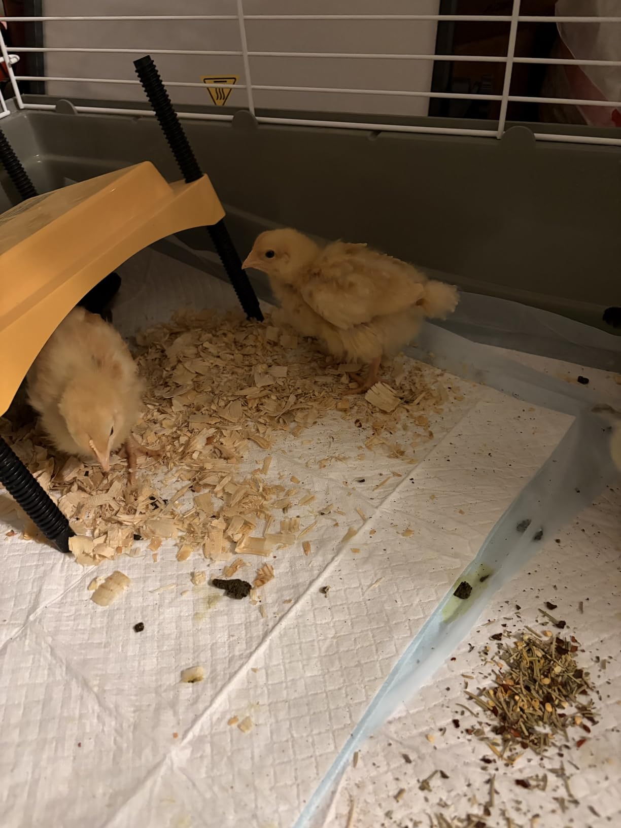 Brinsea Ecoglow Safety 600 Chick or Duckling Brooder, Up to 20 Chicks customer photo 1