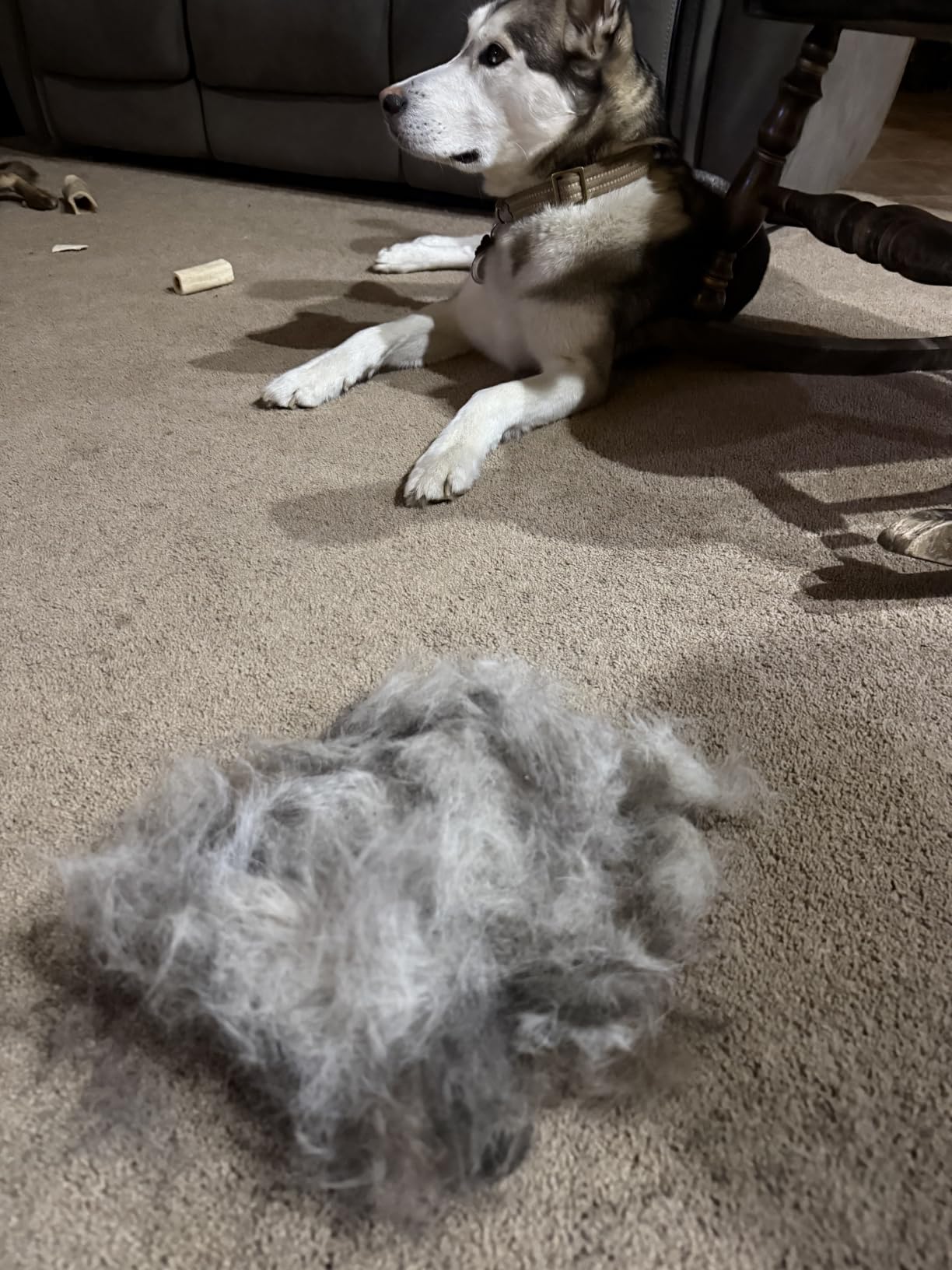 Maxpower Planet Dog Grooming Rake, Deshedding Undercoat Brush, Dogs & Cats customer photo 2