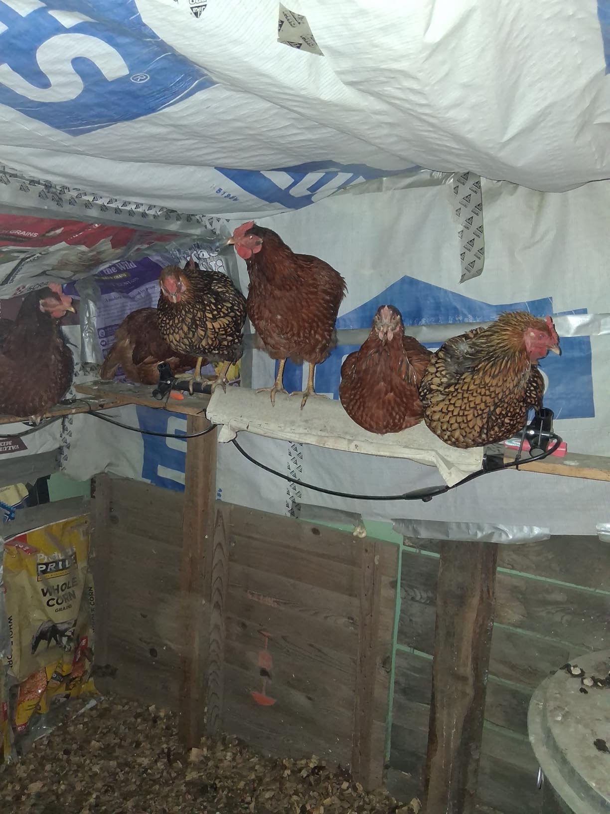 K&H Heated Chicken Perch, Thermo Heated Roosting Bar for Coop, Safety List customer photo 1