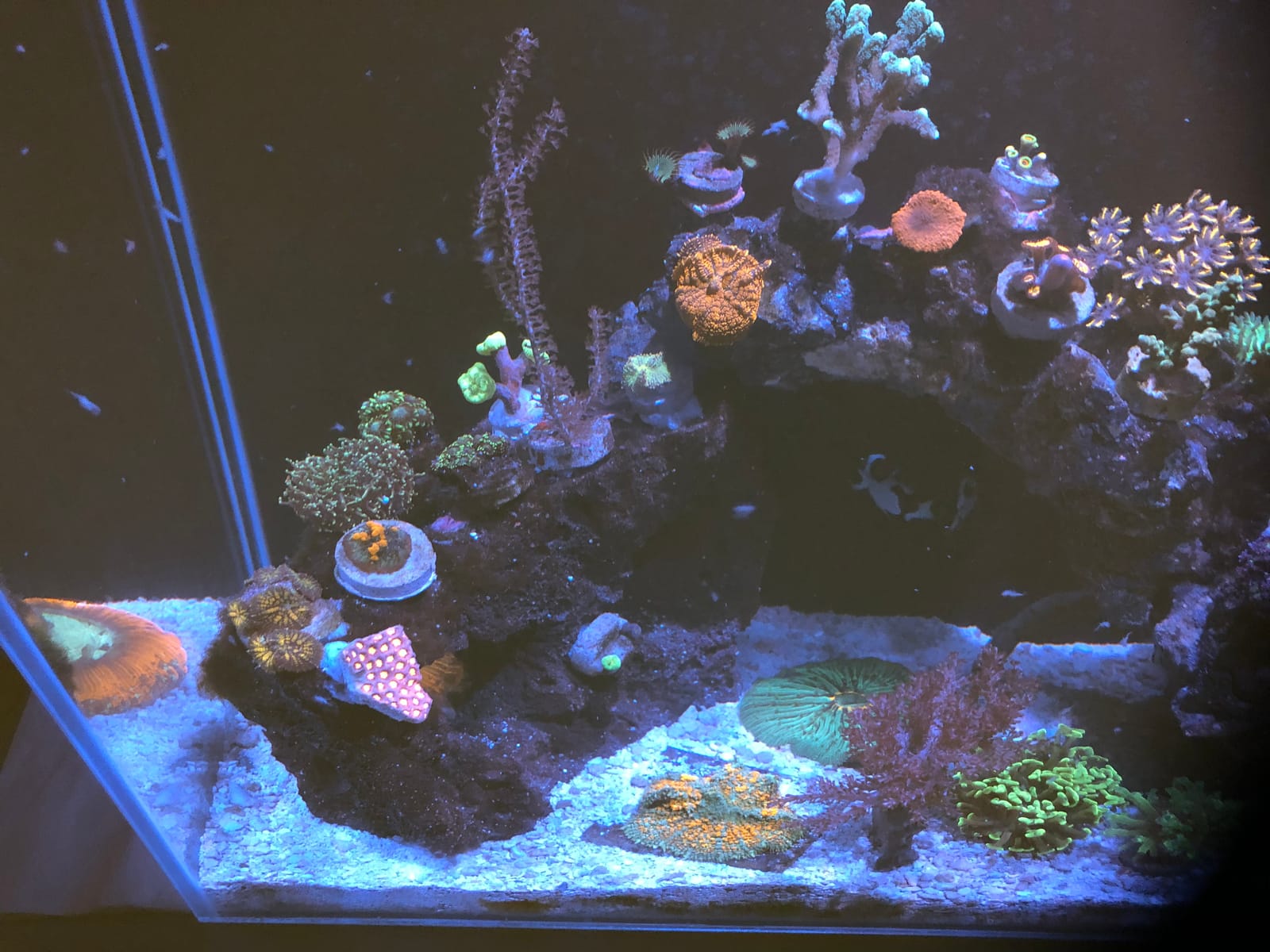 Empire USA - 24 Gallon All-in-One Aquarium Kit, Rimless Low Iron Glass AIO Saltwater & Freshwater Fish Tank, Complete Nano Reef Tank Setup for Home or Office customer photo 1