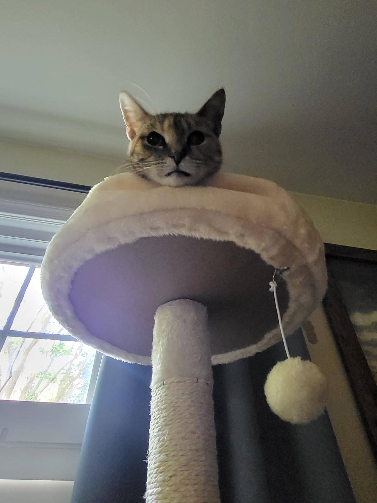 Yaheetech 62.5in Tall Cat Tree w/2 Cat-Ear Perches & 2 Condos, Dark Gray customer photo 1