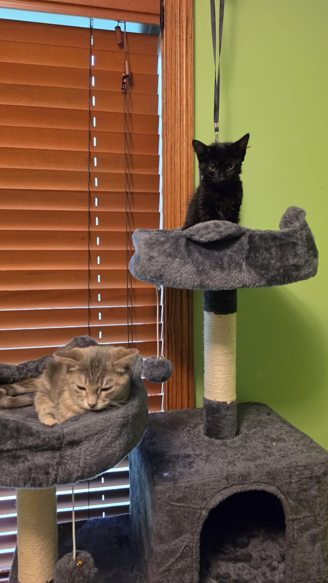 Yaheetech 62.5in Tall Cat Tree w/2 Cat-Ear Perches & 2 Condos, Dark Gray customer photo 2