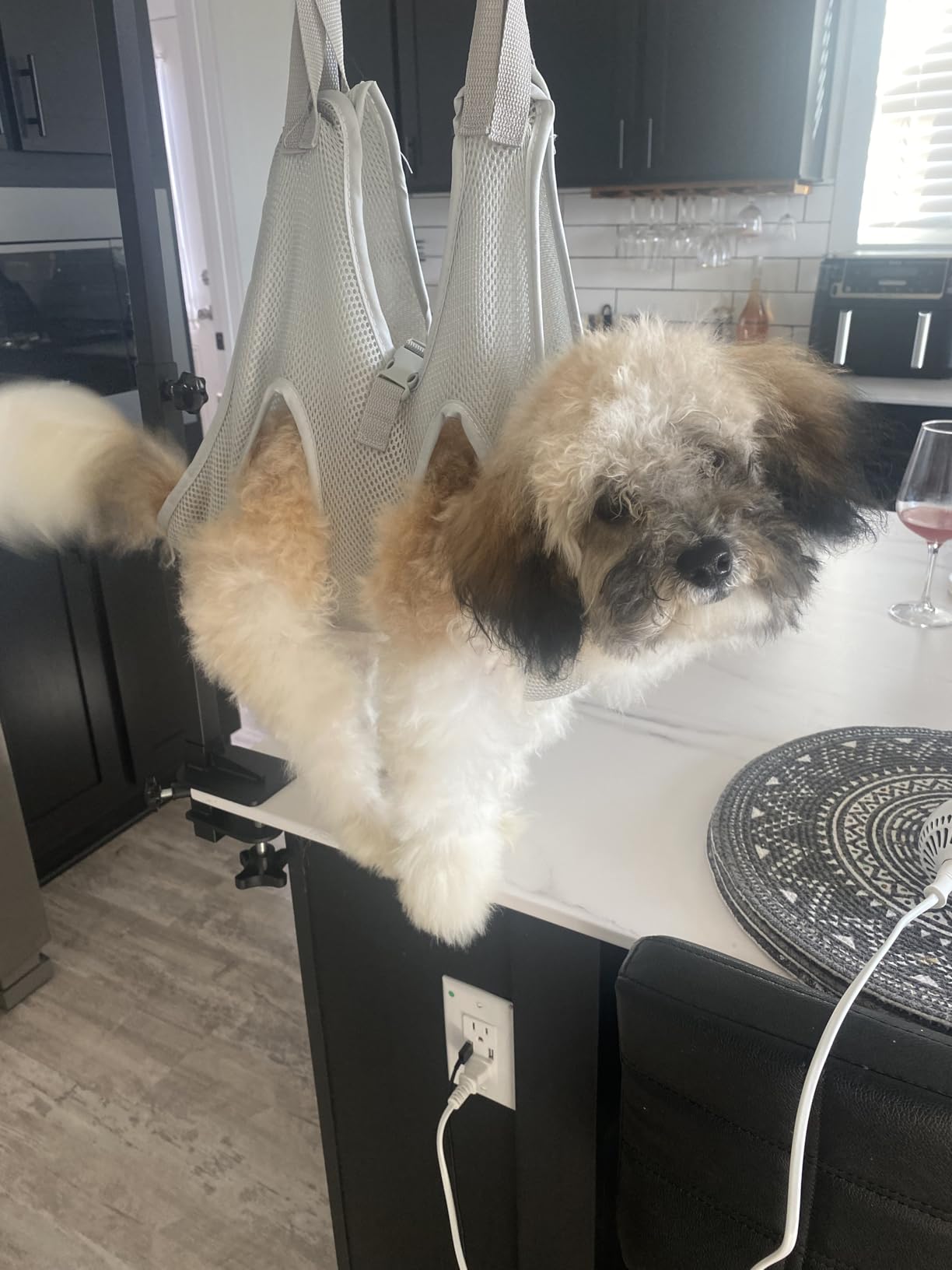 2-in-1 Dog Hair Dryer with Brush for Small Dogs and Cats, Pet Blow Dryer customer photo 2