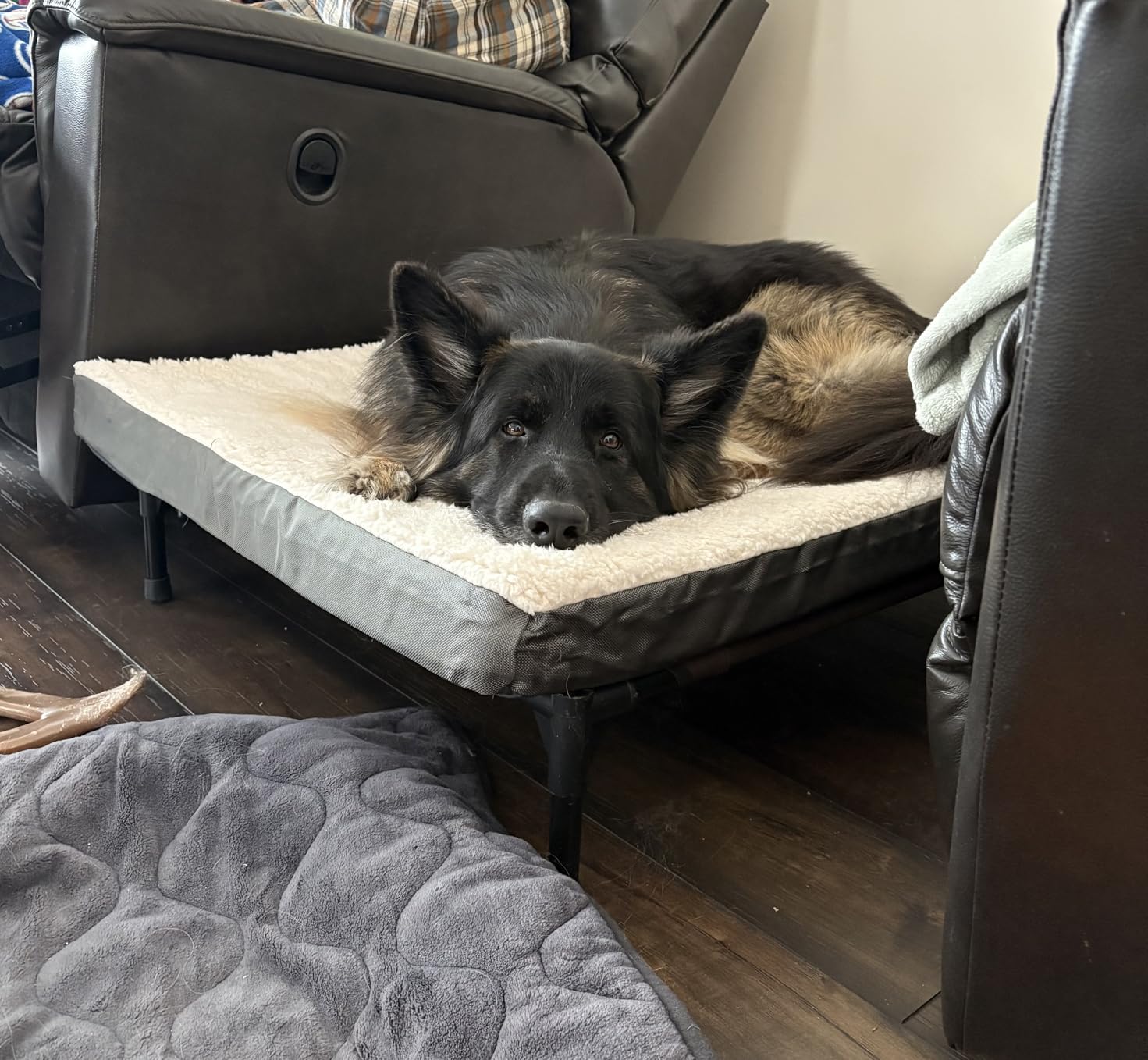 Bedsure Washable Dog Beds Large Sized Dog with Comfy Sherpa, 36x27in Grey customer photo 1