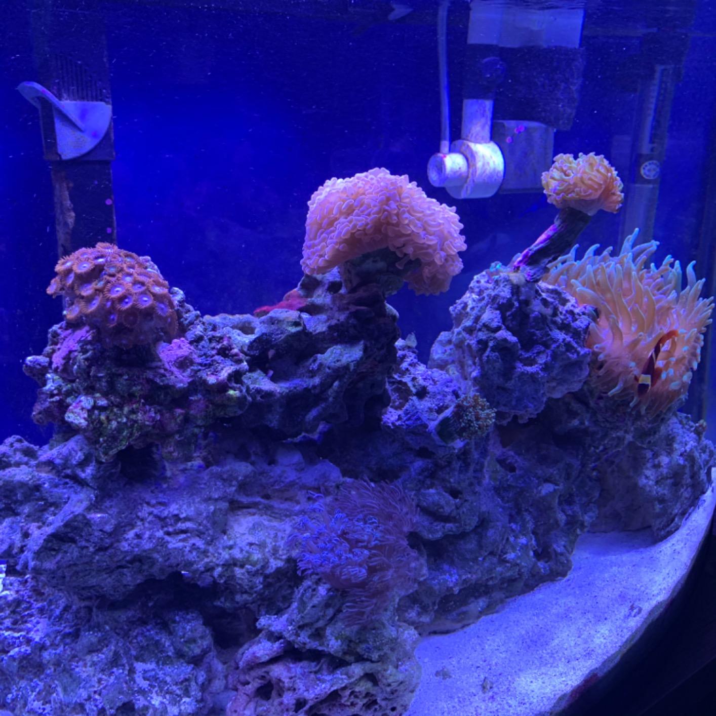 NICREW 32W Saltwater Aquarium Light, Marine LED Reef Light for Corals, Programmable Timer Controller, 30 to 36-Inch customer photo 1