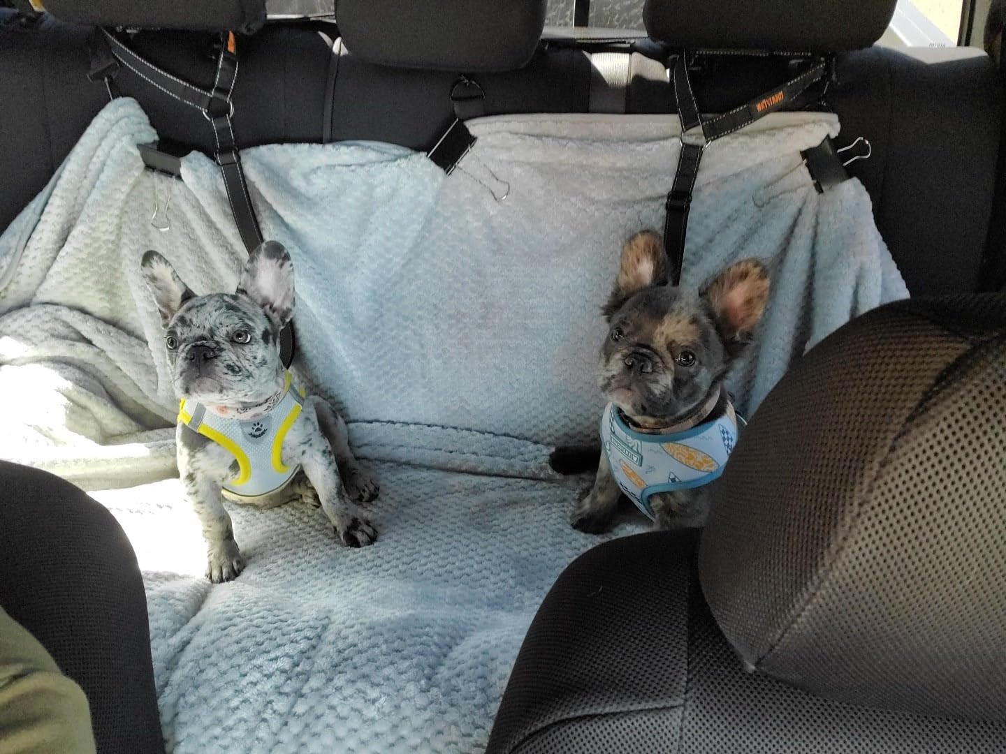 Mighty Paw Dog Seat Belt for Car Headrest, for Small, Medium & Large Dogs customer photo 1