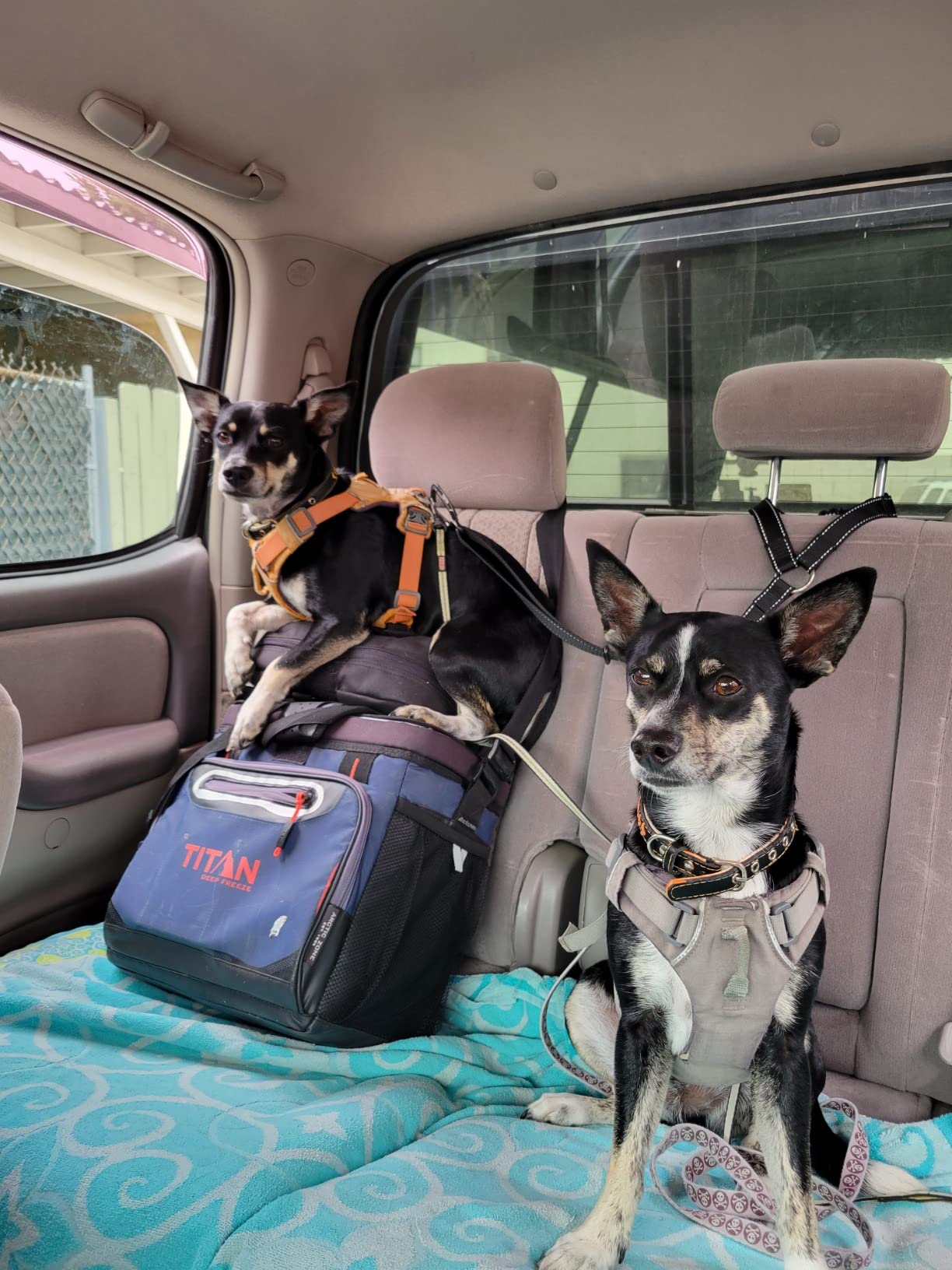 Mighty Paw Dog Seat Belt for Car Headrest, for Small, Medium & Large Dogs customer photo 2
