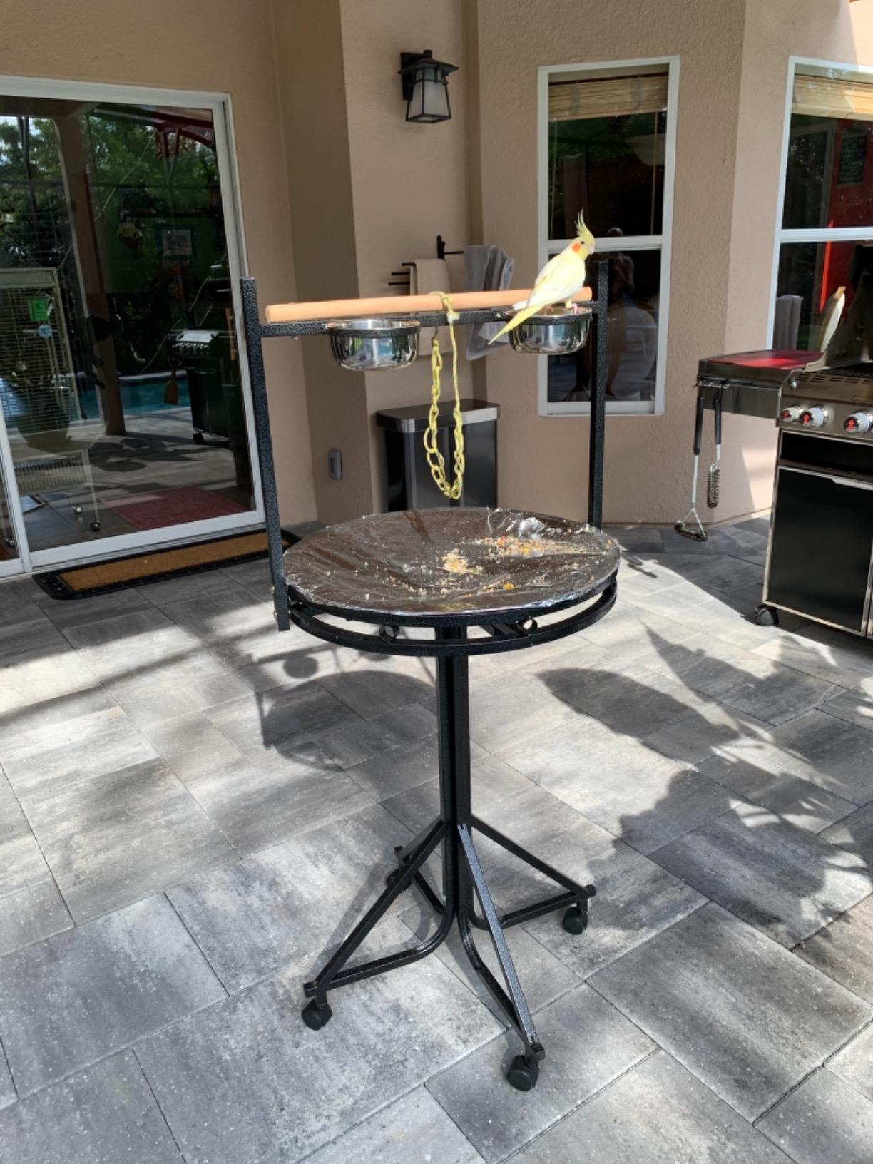 Large Durable Strong Wrought Iron Parrot Cockatiel Play Gym Ground Stand Wooden Perch NO Rust Stainless Steel Tray Toy Hook Stainless Steel Cups On Wheel customer photo 2