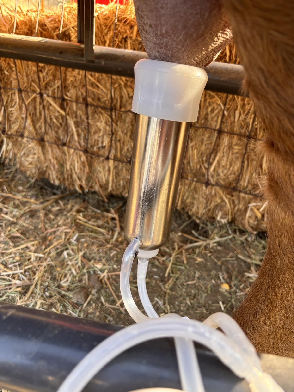 6L Goat Milking Machine, Hantop Rechargeable Pulsation Pump Milker (Pro) customer photo 2