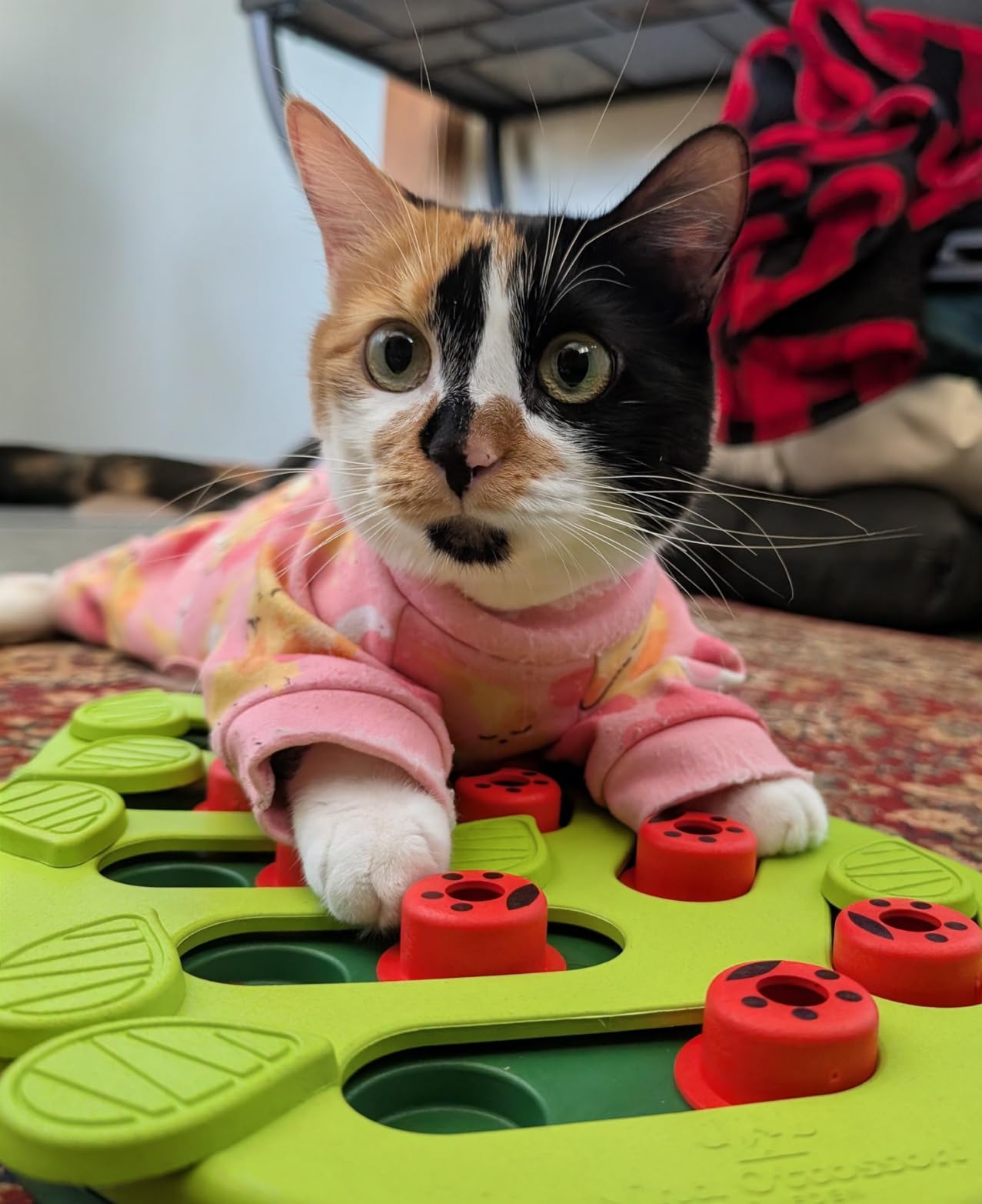 Catstages Nina Ottosson Buggin’ Out Puzzle & Play Cat Toy Treat Puzzle, 14
