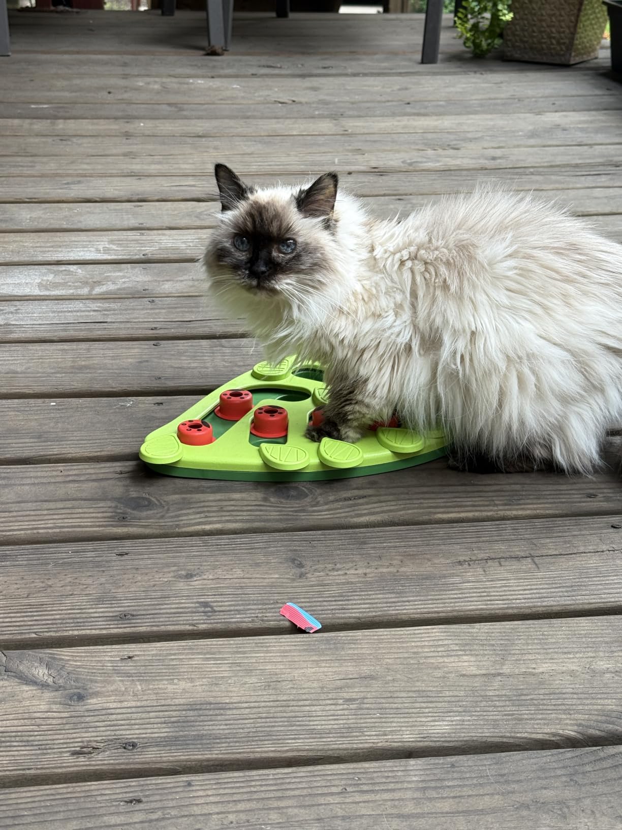 Catstages Nina Ottosson Buggin’ Out Puzzle & Play Cat Toy Treat Puzzle, 14