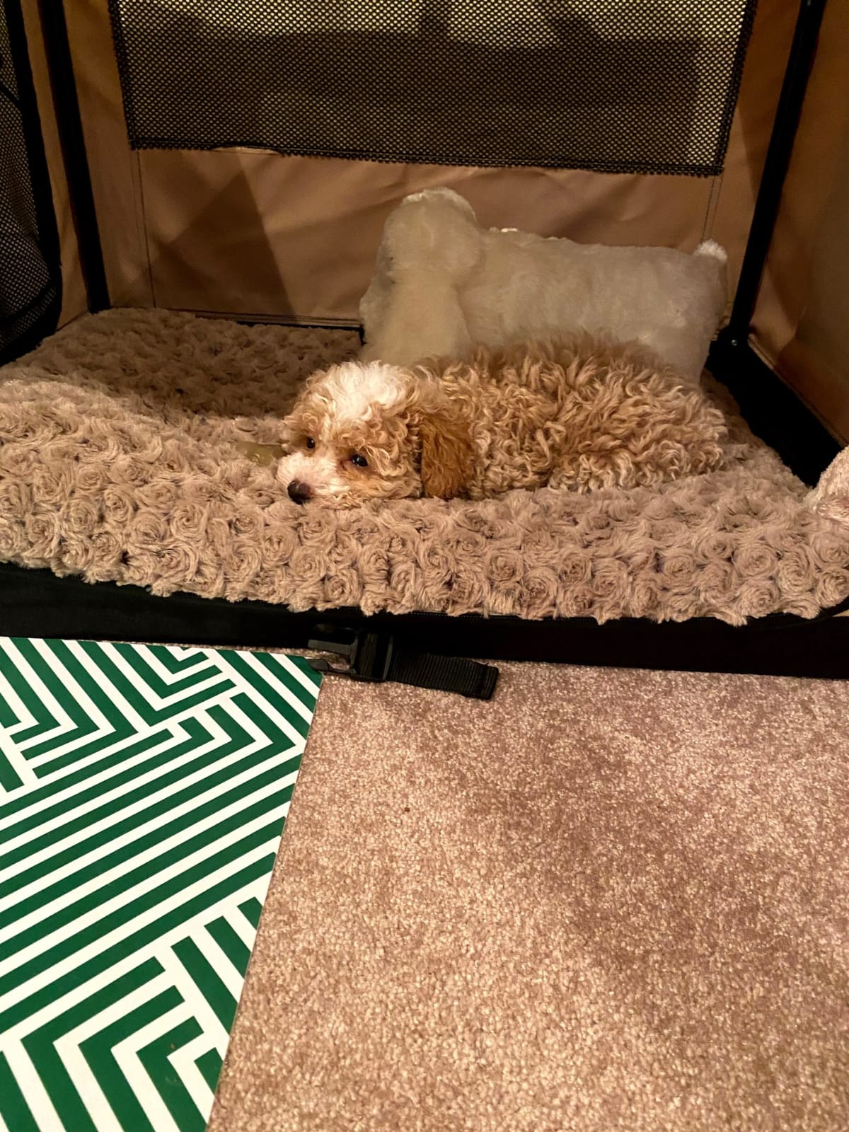 X-ZONE PET 3-Door Portable Soft-Sided Folding Soft Dog Travel Crate Collapsible Pet Kennel,Medium, Tan, 28 x 20 x 20 Inches customer photo 2