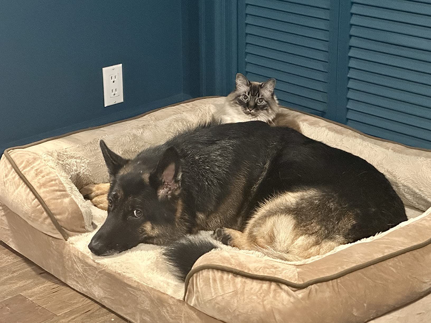 FurHaven Cooling Gel Dog Bed for Large Dogs, Perfect Comfort Sofa Bed with Cool Gel-Top Foam with a Solid Orthopedic Foam Base for Joint Support, Washable Cover, Jumbo XL, Plush & Velvet, Granite Gray customer photo 2