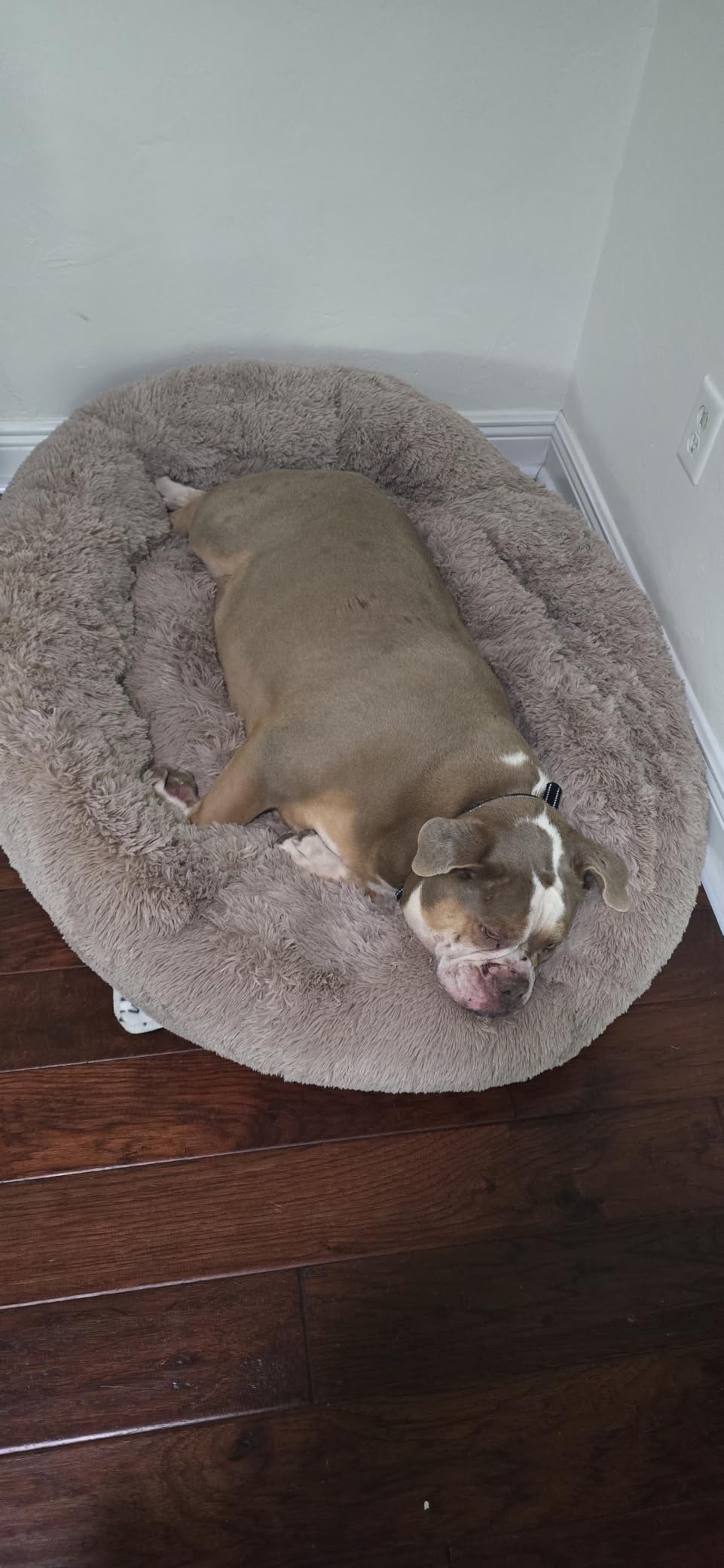 Bedsure Calming Dog Bed Medium Size Dog Donut Washable Pet Bed,30ins Camel customer photo 2