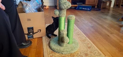 PAWZ Road Cactus Cat Scratching Post 23”Cat Scratcher with Toy Ball customer photo 2
