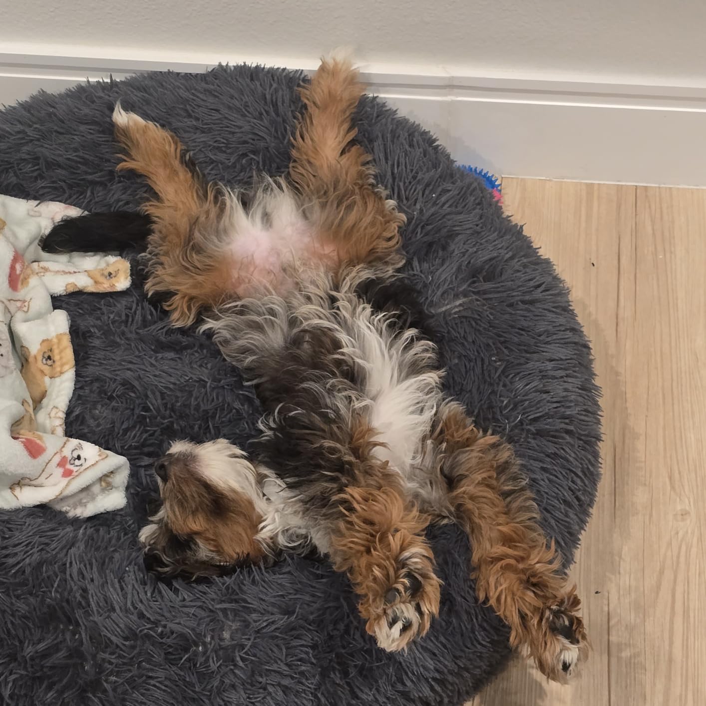 Small Calming Dogs Bed for Small Dogs Anti-Anxiety Machine Washable Fluffy Luxury Anti-Slip Waterproof Mute Base Warming Cozy Soft Pet Puppy Round Bed customer photo 2