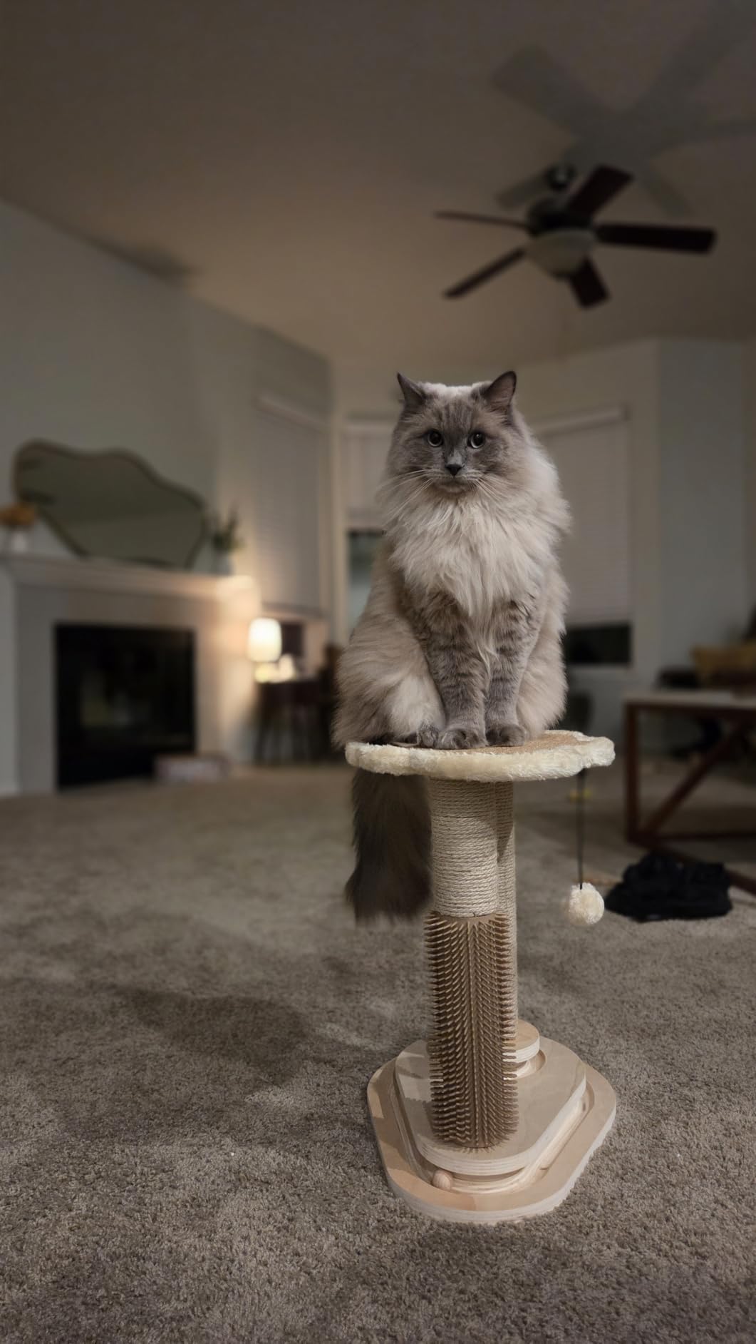 Made4Pets Kitten Toy Scratching Post for Indoor Cats with Ball Track customer photo 1