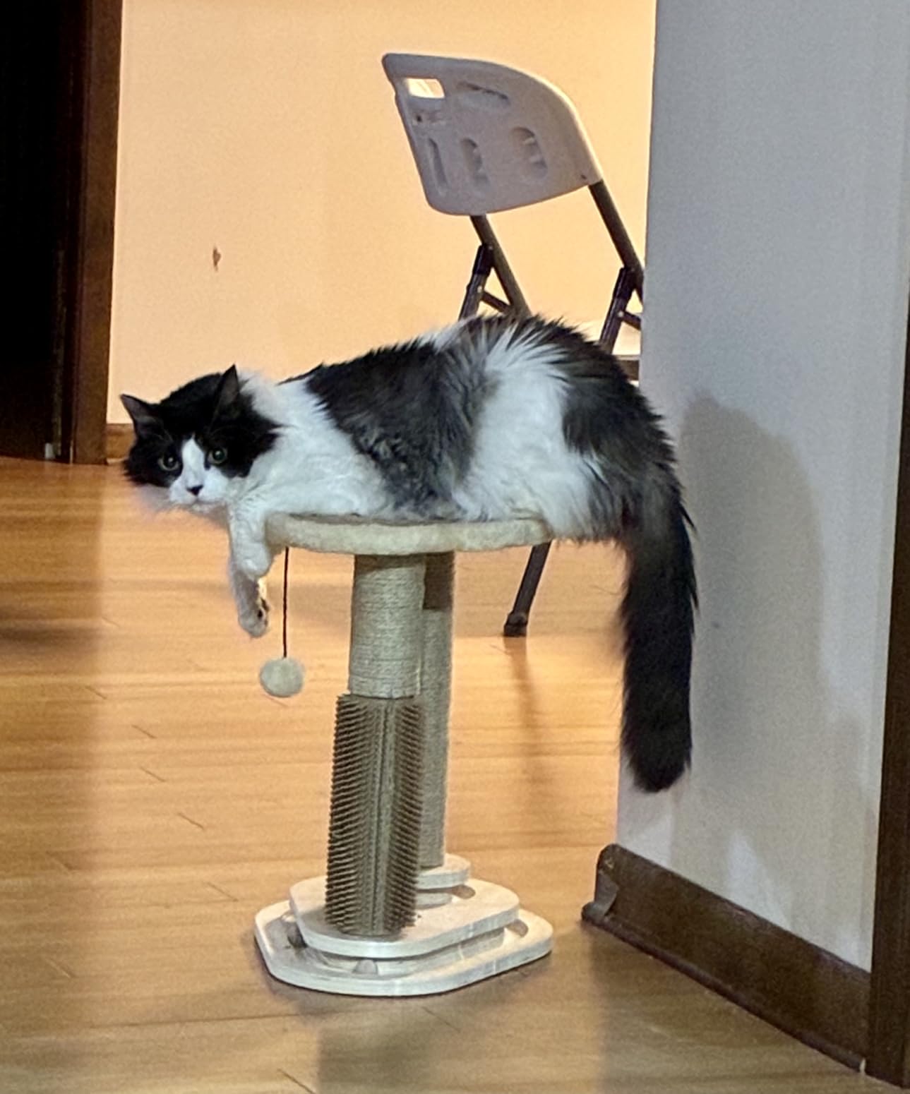 Made4Pets Kitten Toy Scratching Post for Indoor Cats with Ball Track customer photo 2