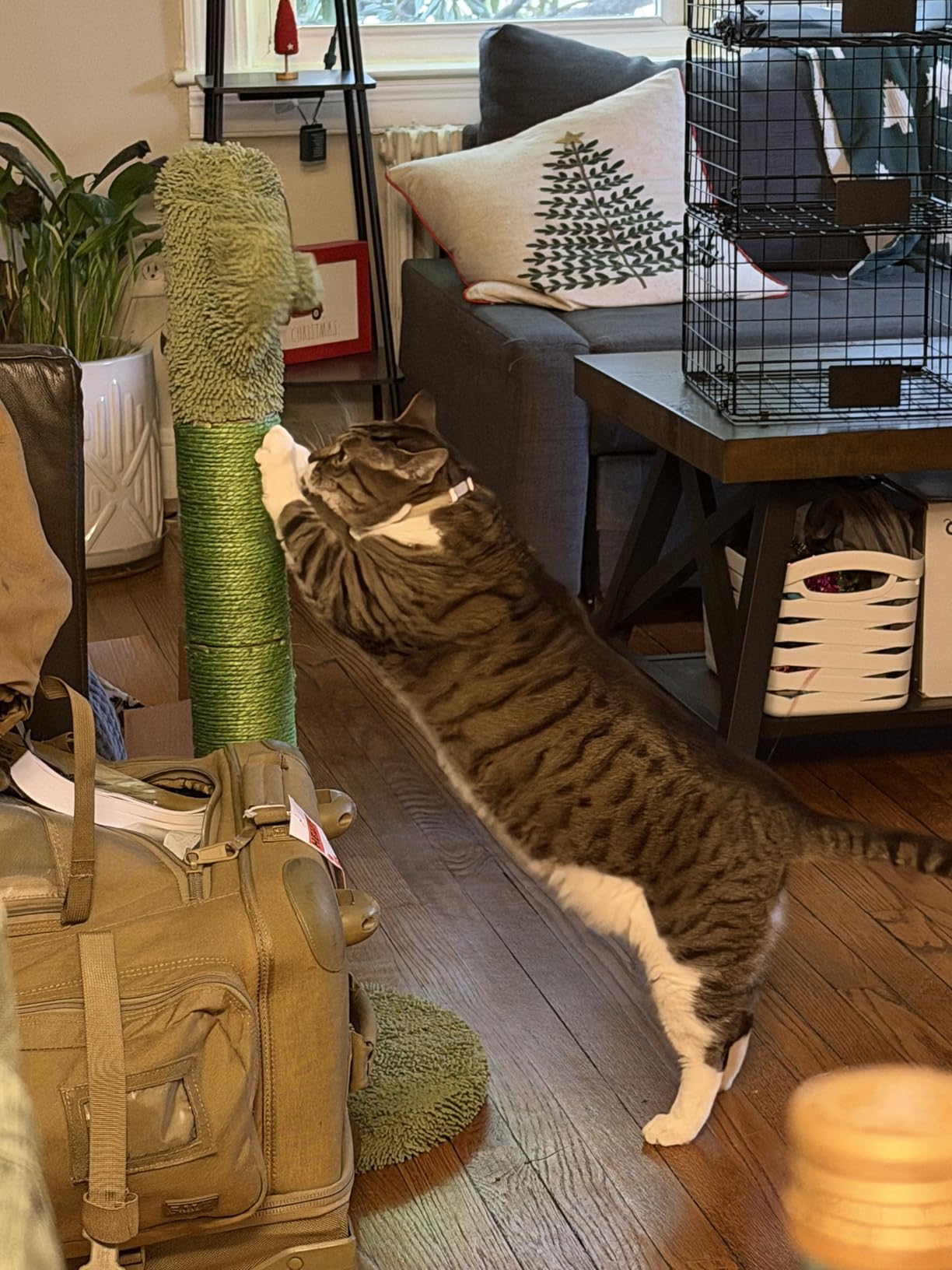 Made4Pets Cactus Cat Scratching Post for Small Indoor Cats & Kittens, 21.7