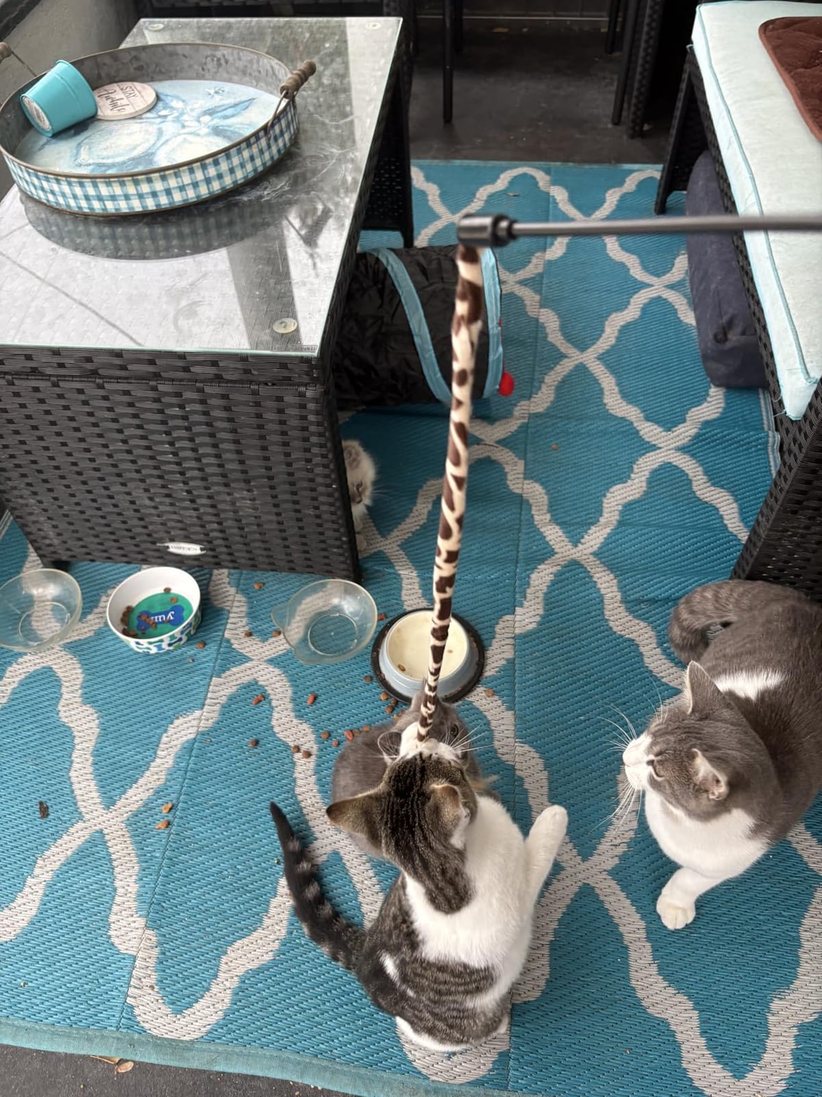 21 Pcs Cat Toys for Indoor Cats Collapsible Cat Tunnel Interactive Feather Teaser Wand Ball Toy for Kitten Cats customer photo 1