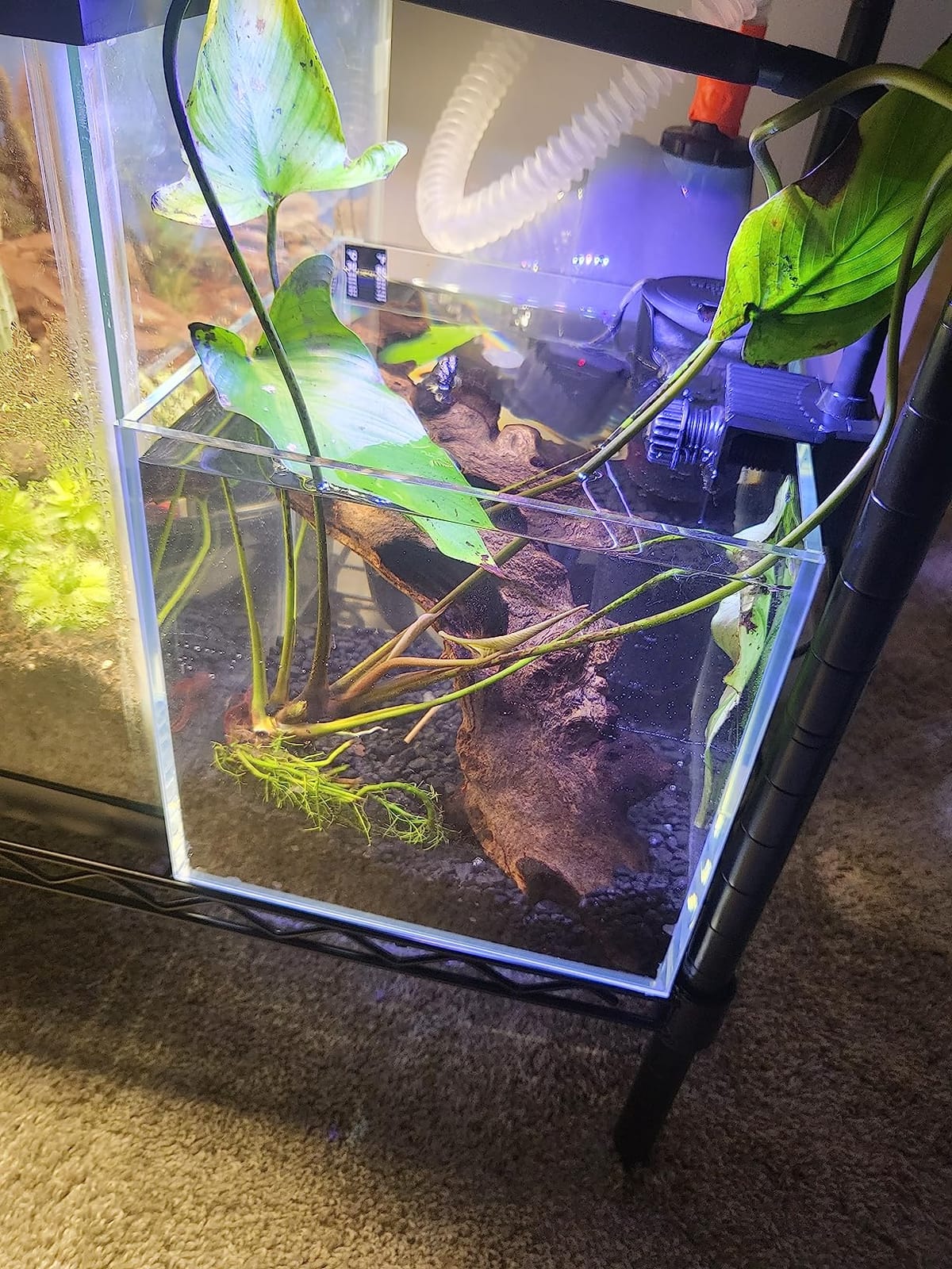 Nano Tall Rimless Aquarium Low Iron Frameless Fish Tank, Extra Clear with Floating Air Style, for Aquariums or Terrariums customer photo 1