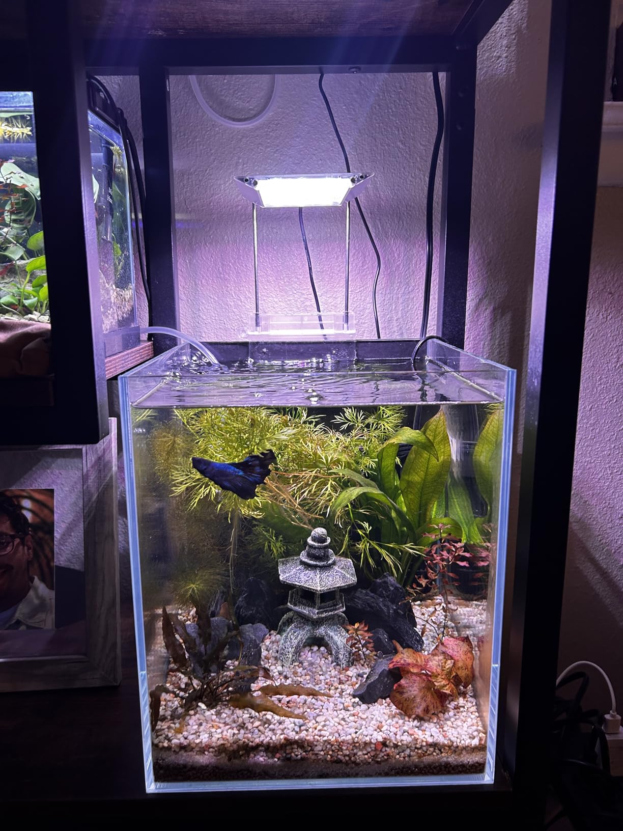 Nano Tall Rimless Aquarium Low Iron Frameless Fish Tank, Extra Clear with Floating Air Style, for Aquariums or Terrariums customer photo 2
