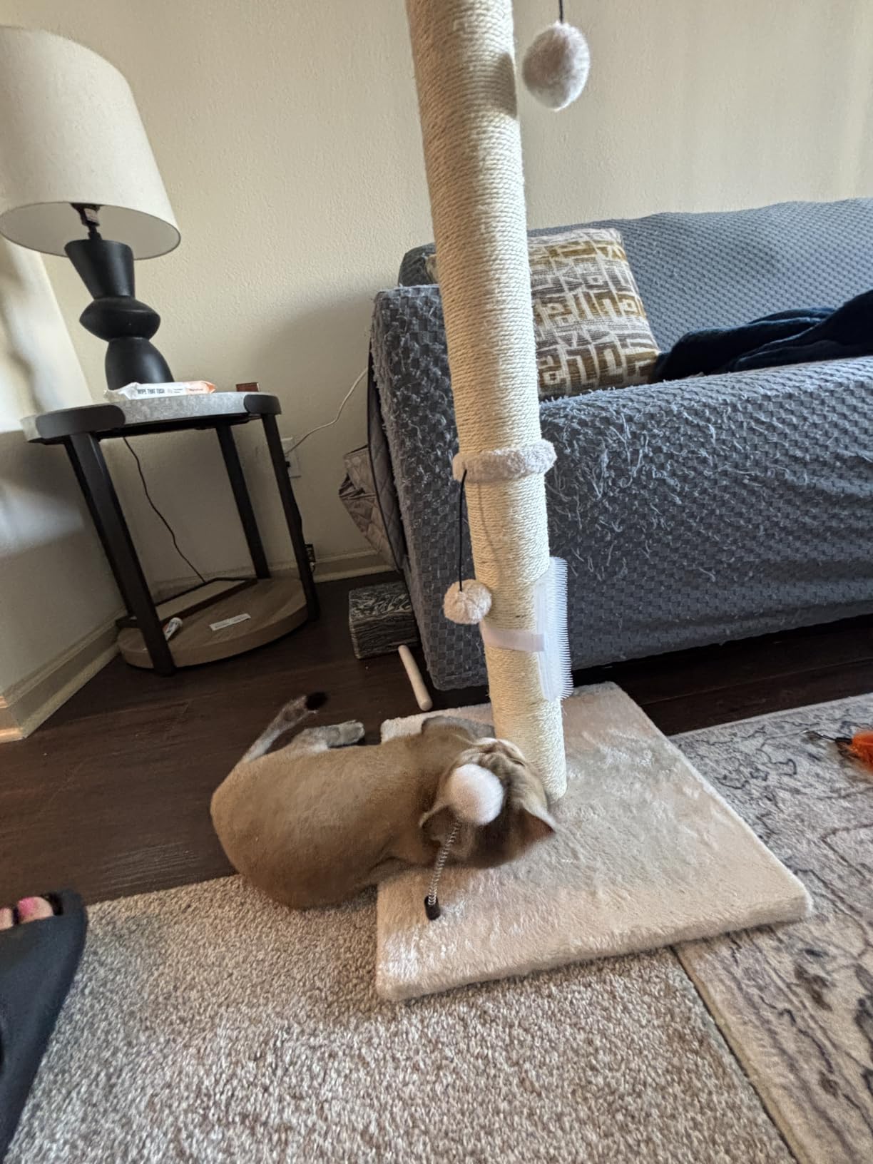 MECOOL Cat Scratching Post Premium Basics Kitten Scratcher Sisal Scratch Posts with Hanging Ball 22in for Kittens or Smaller Cats (22 inches for Kitten, Beige) customer photo 2