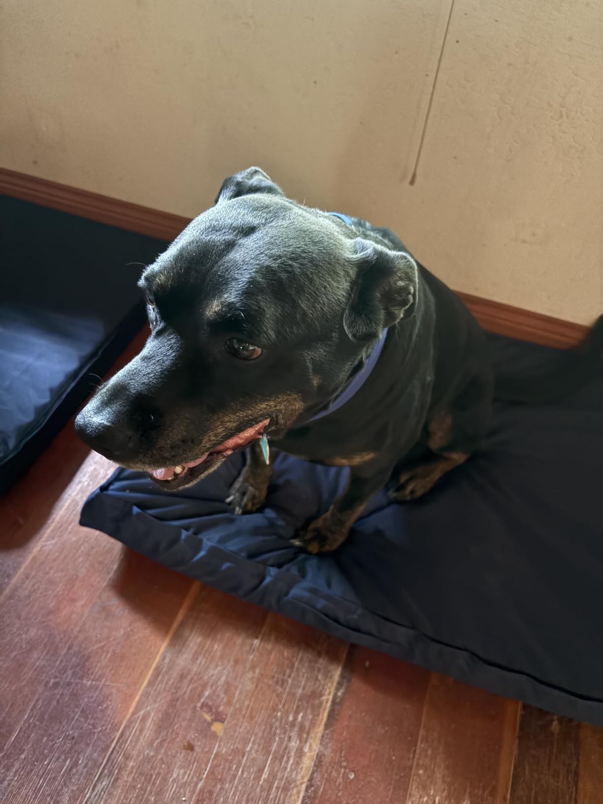 Outdoor Waterproof Orthopedic Dog Bed for Large Dogs customer photo 1