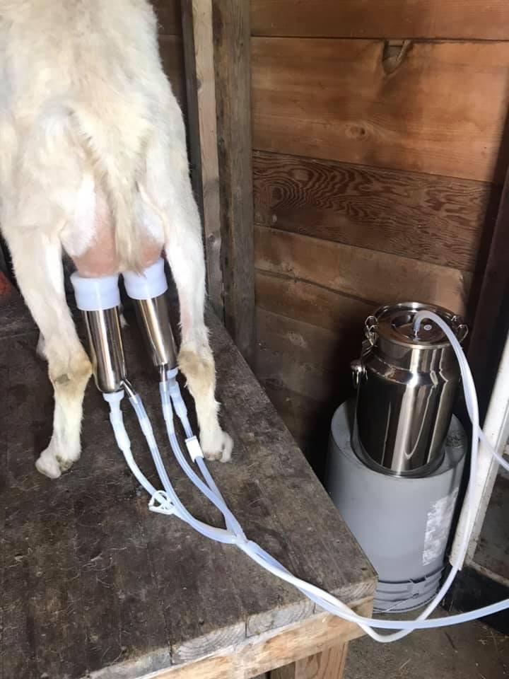 6L Goat Milking Machine, Plug-in Pulsation Pump Milker (Classic) customer photo 1